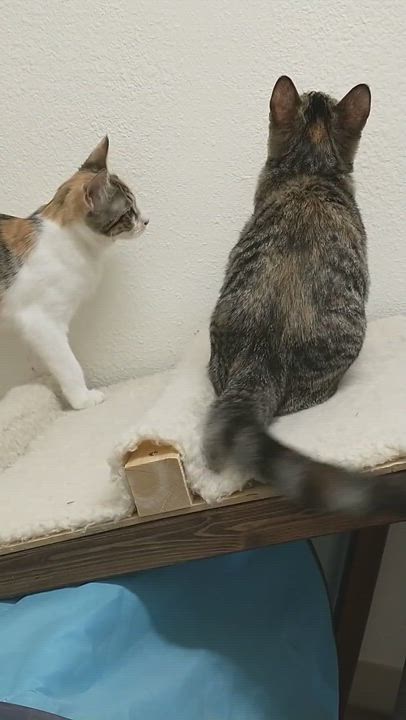 Enlarge Lexi, a Adopted mixed breed in Yarnell, AZ video 4/7