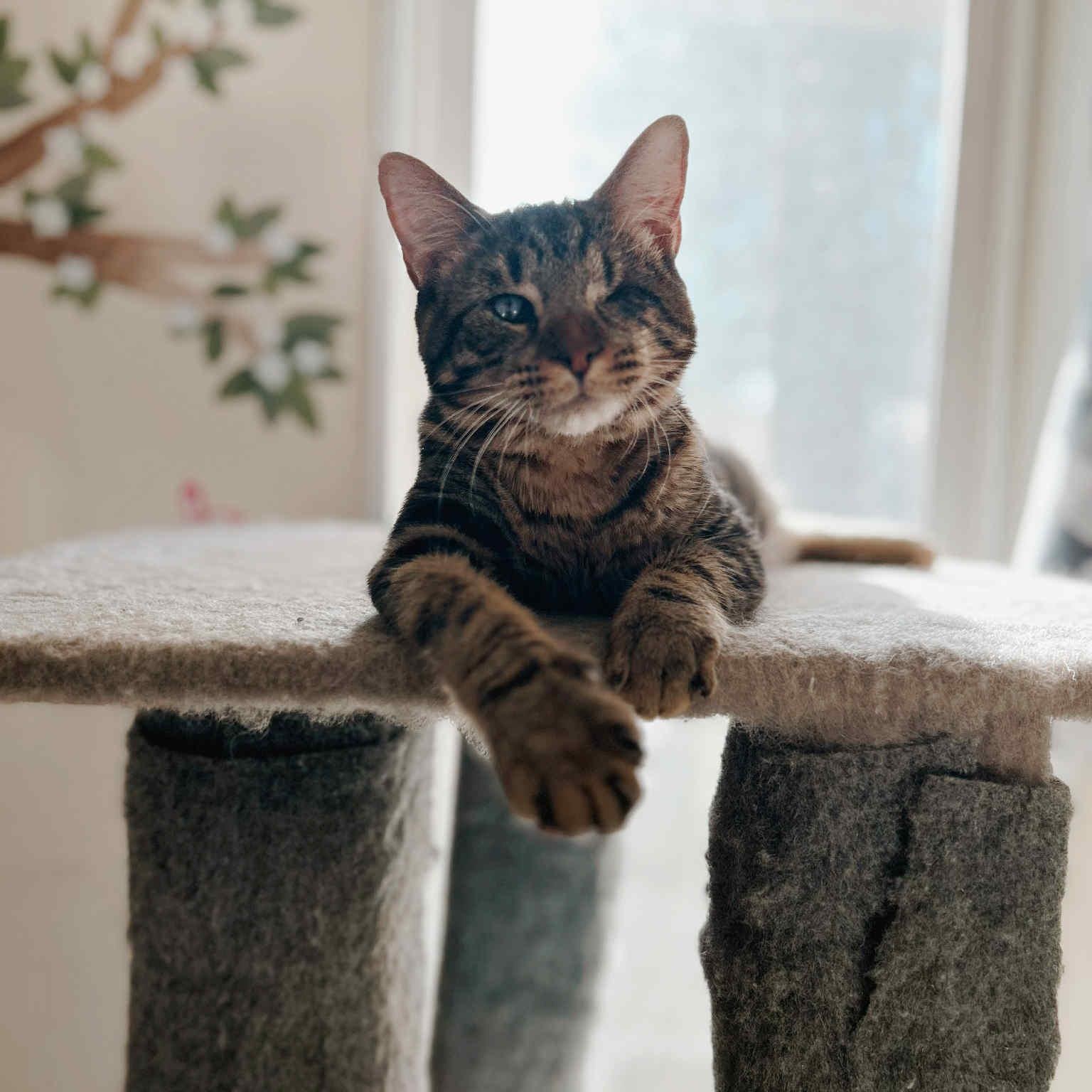 Tito, Adopted, Young Male Domestic Short Hair.