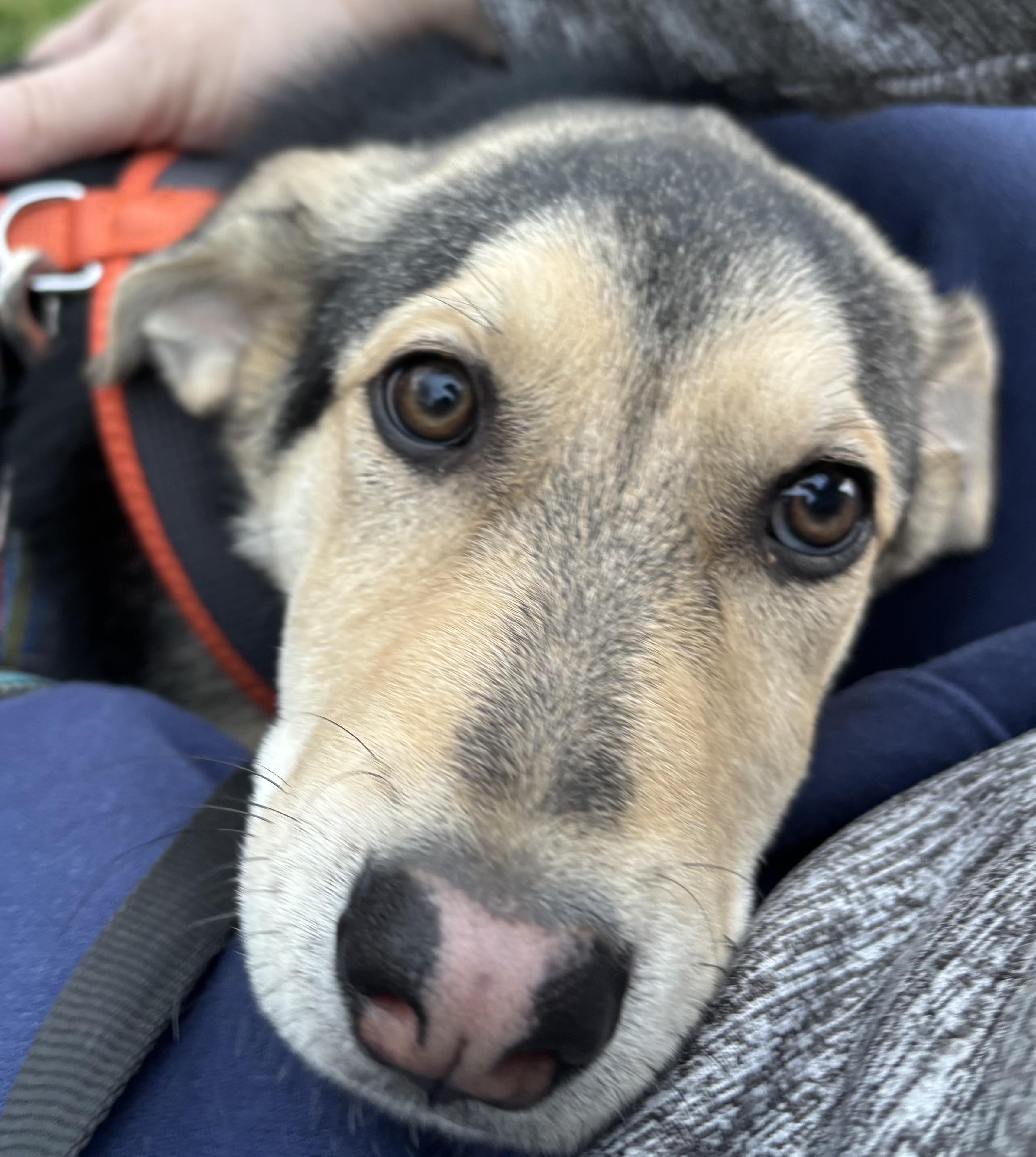 Enlarge Rango, a Adoptable mixed breed in CHURCHVILLE, NY image 2/4