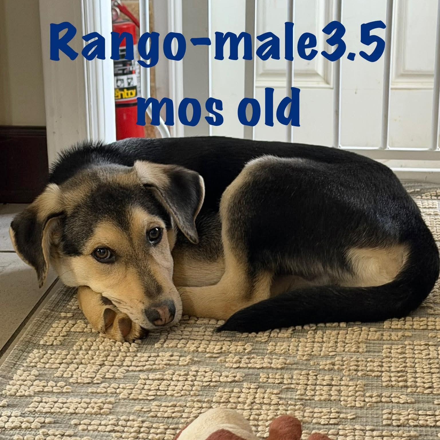 Rango, Adoptable, Puppy Male Shepherd.