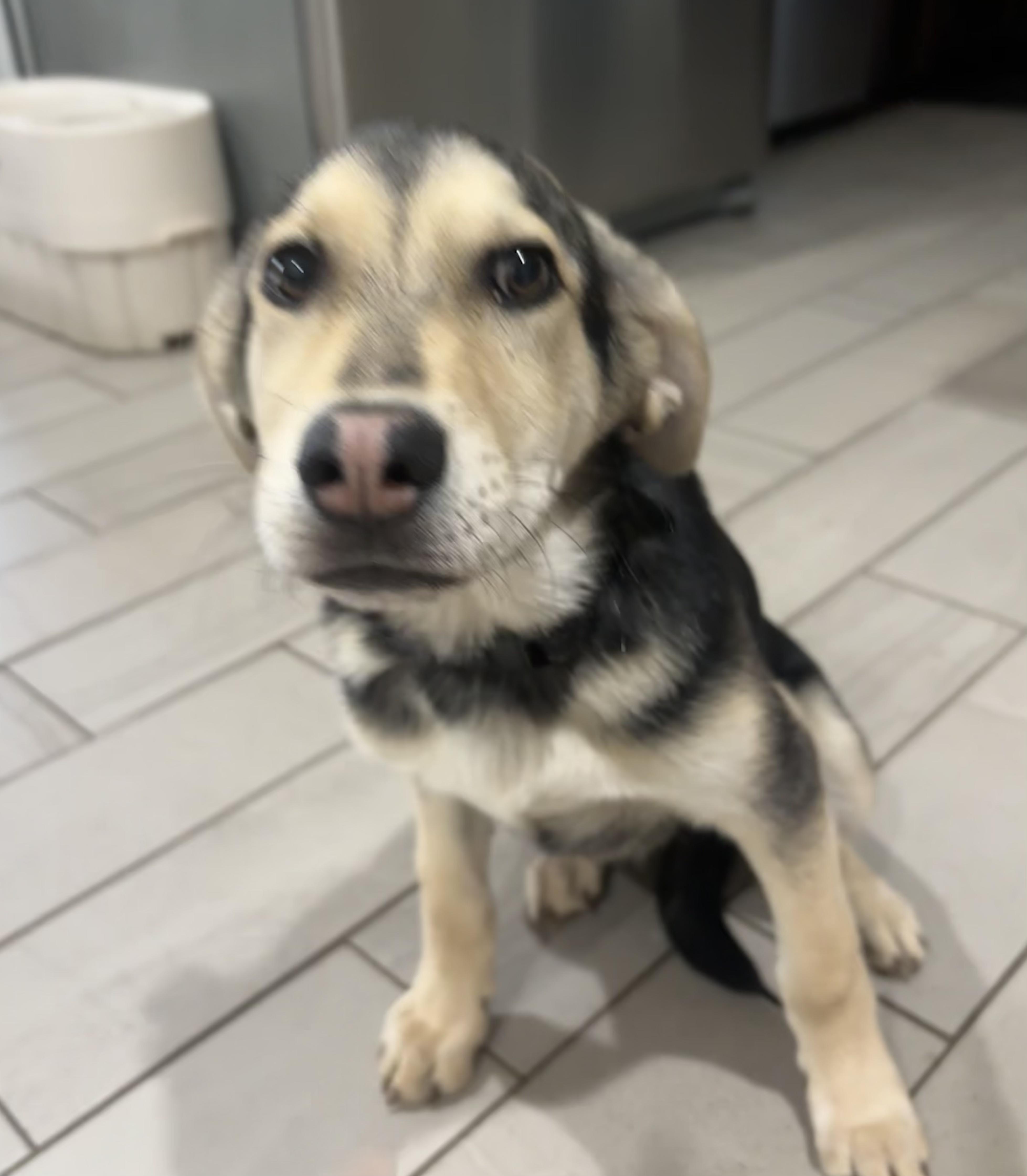 Enlarge Rango, a Adoptable mixed breed in CHURCHVILLE, NY image 3/4