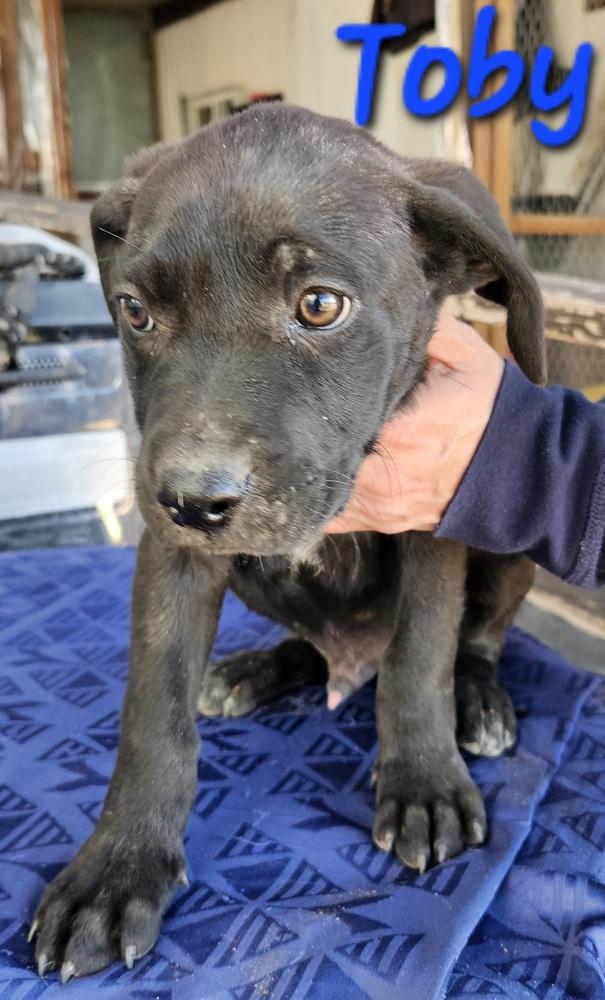 Enlarge Toby, a Adopted mixed breed in Willcox, AZ image 1/1