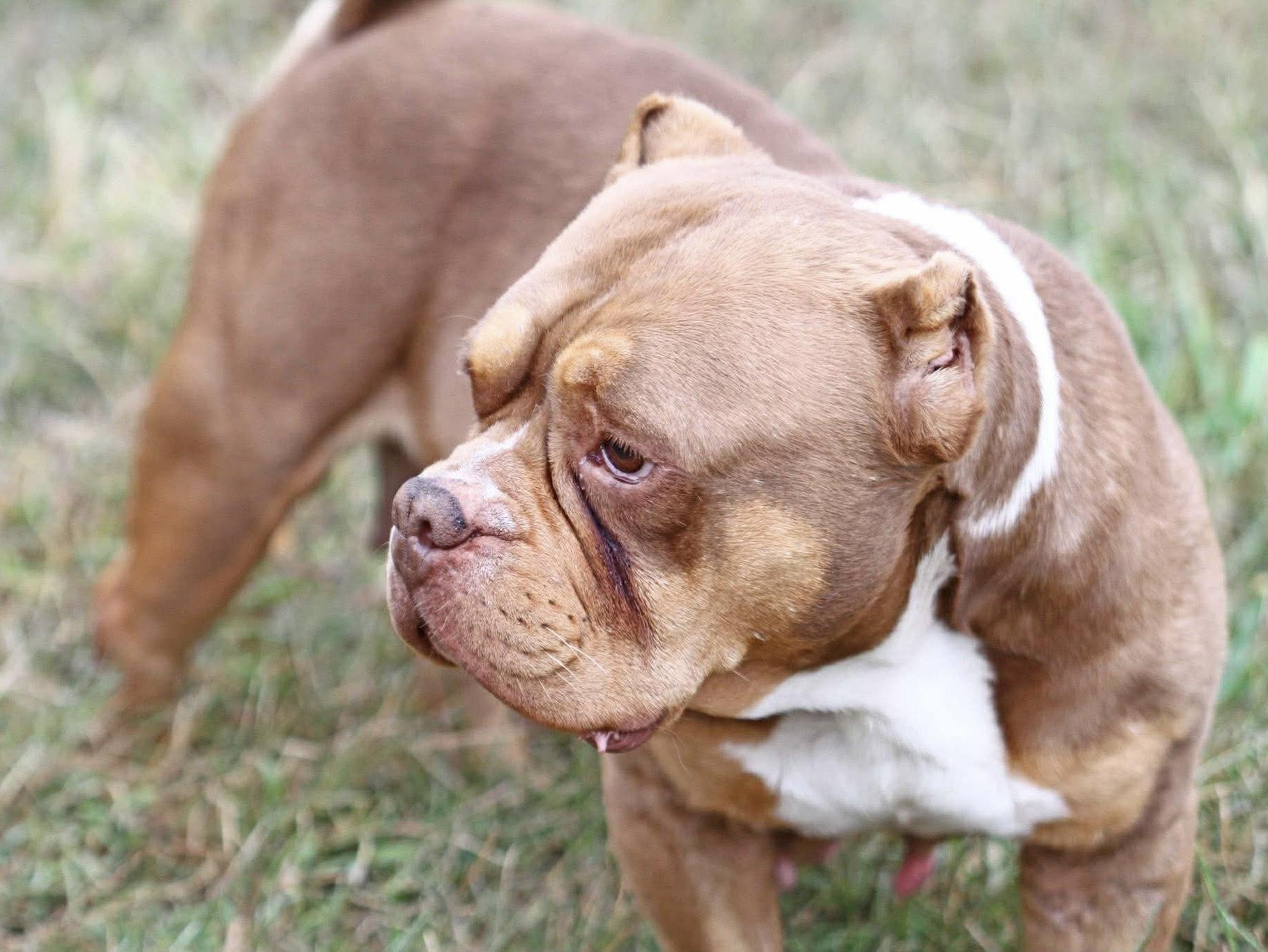 Enlarge Ember, a ADOPTABLE American Bully in Godfrey, IL image 3/4