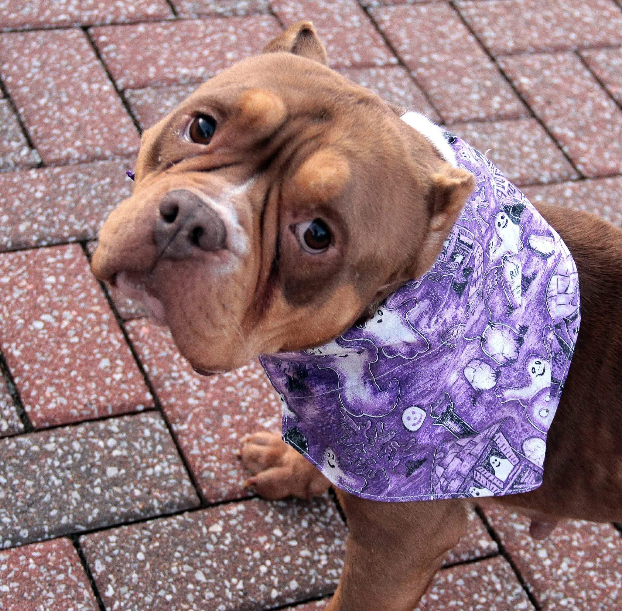 Enlarge Ember, a ADOPTABLE American Bully in Godfrey, IL image 1/4