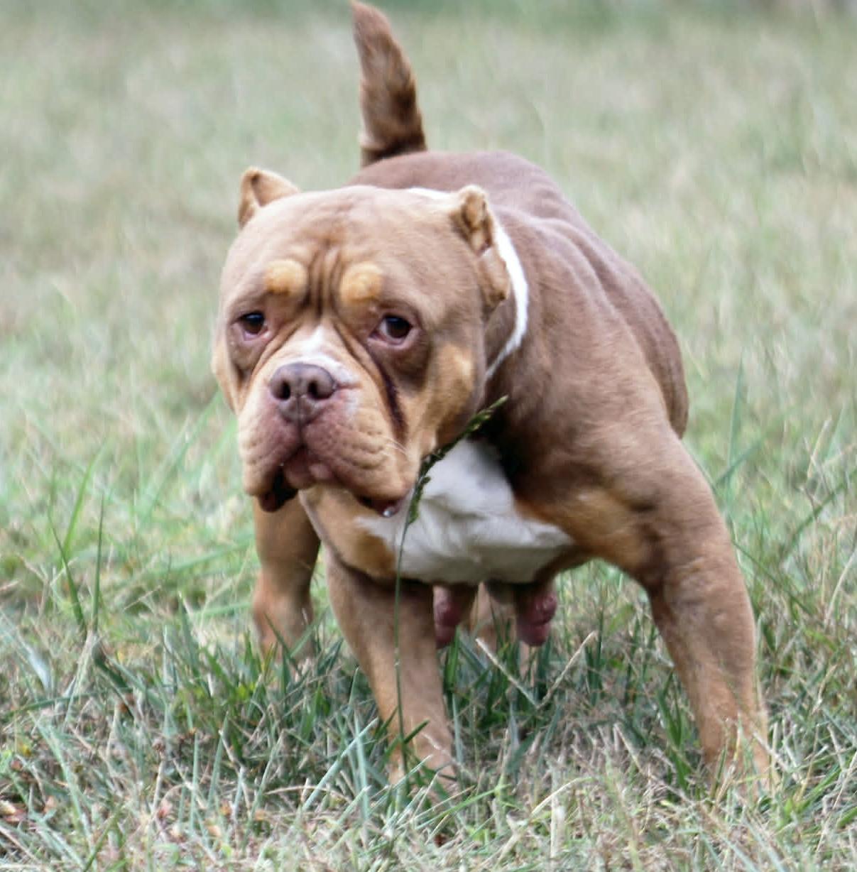 Enlarge Ember, a ADOPTABLE American Bully in Godfrey, IL image 2/4