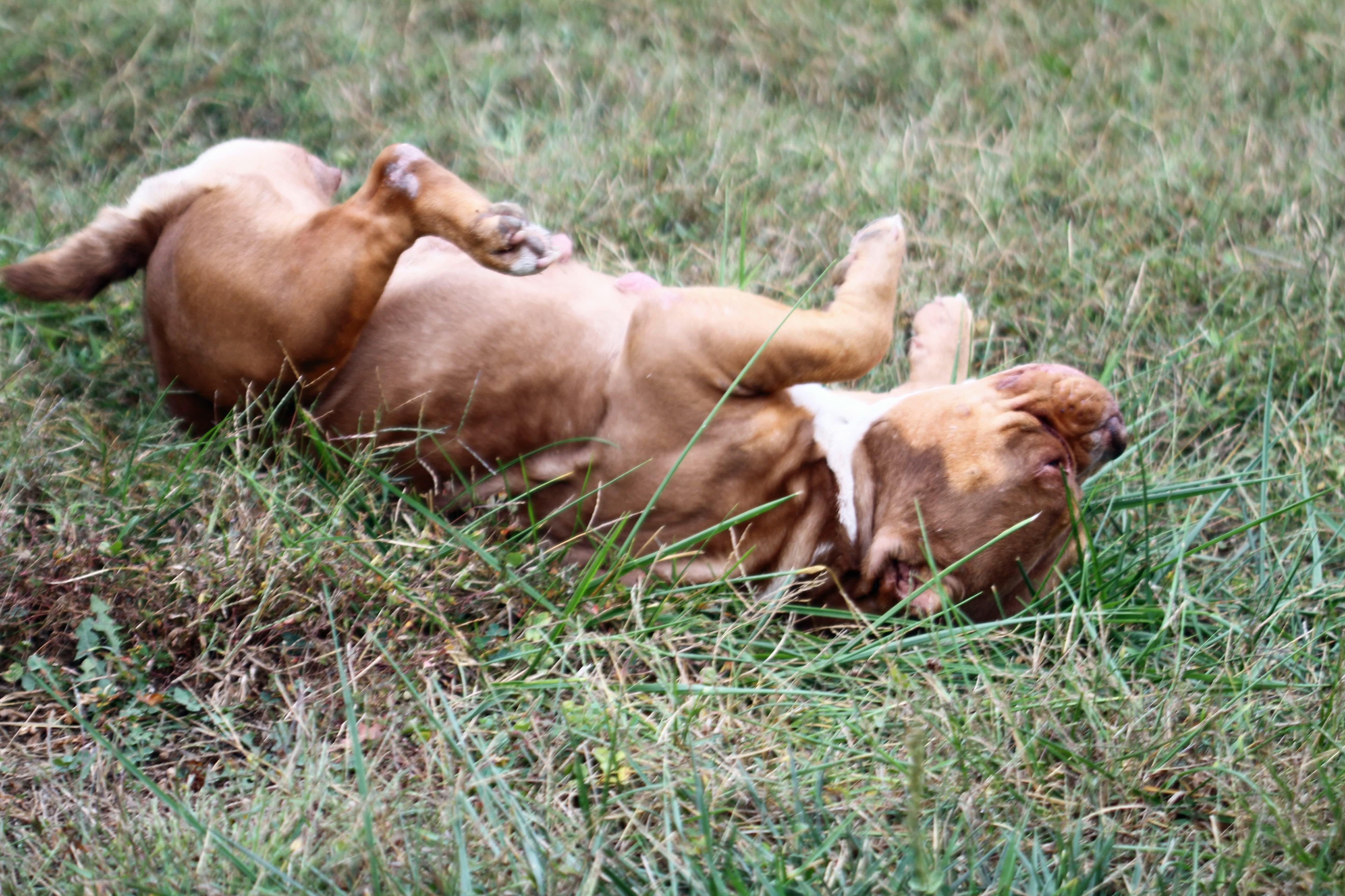 Enlarge Ember, a ADOPTABLE American Bully in Godfrey, IL image 4/4