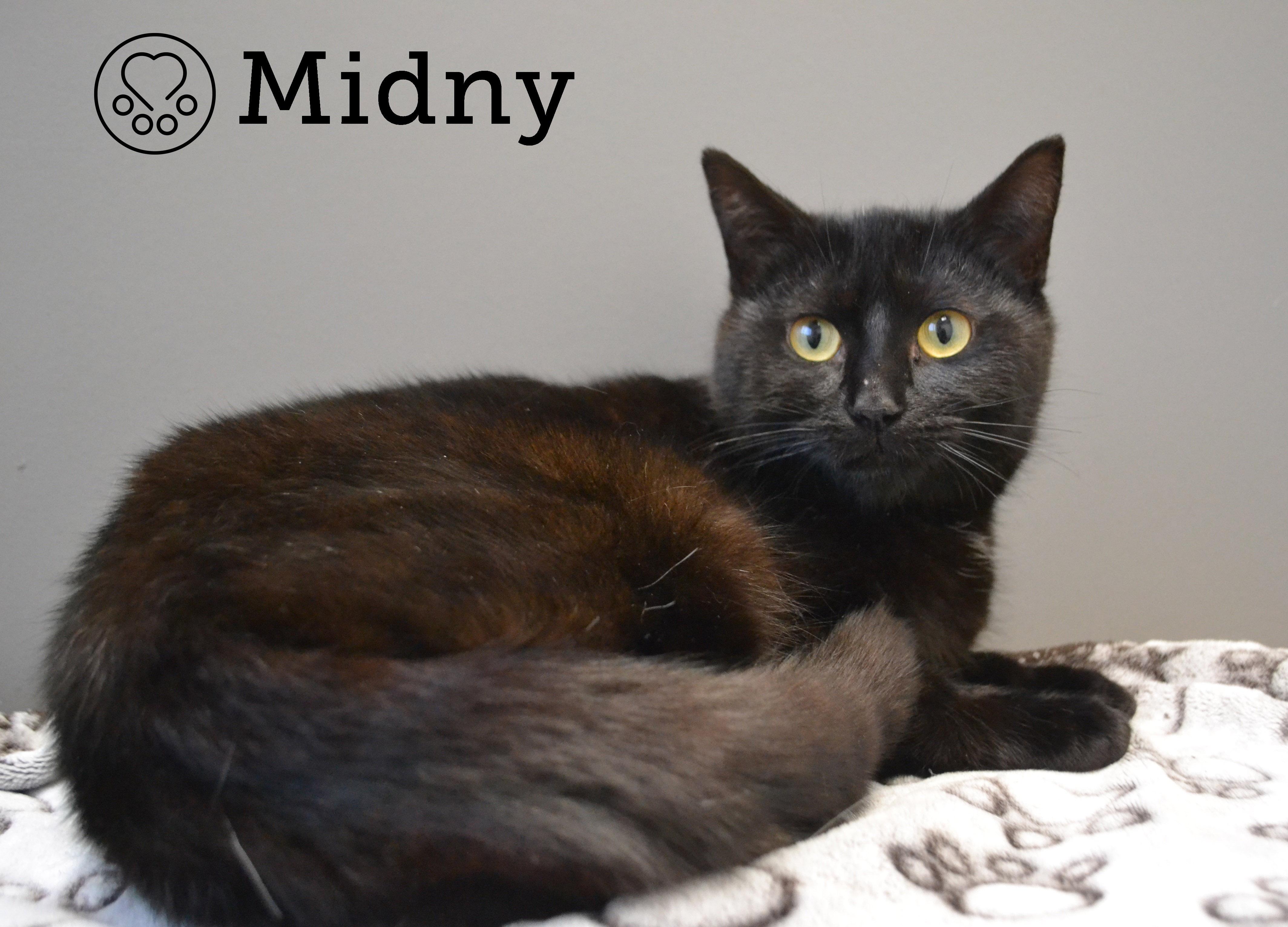 Midny, Young Female Domestic Medium Hair