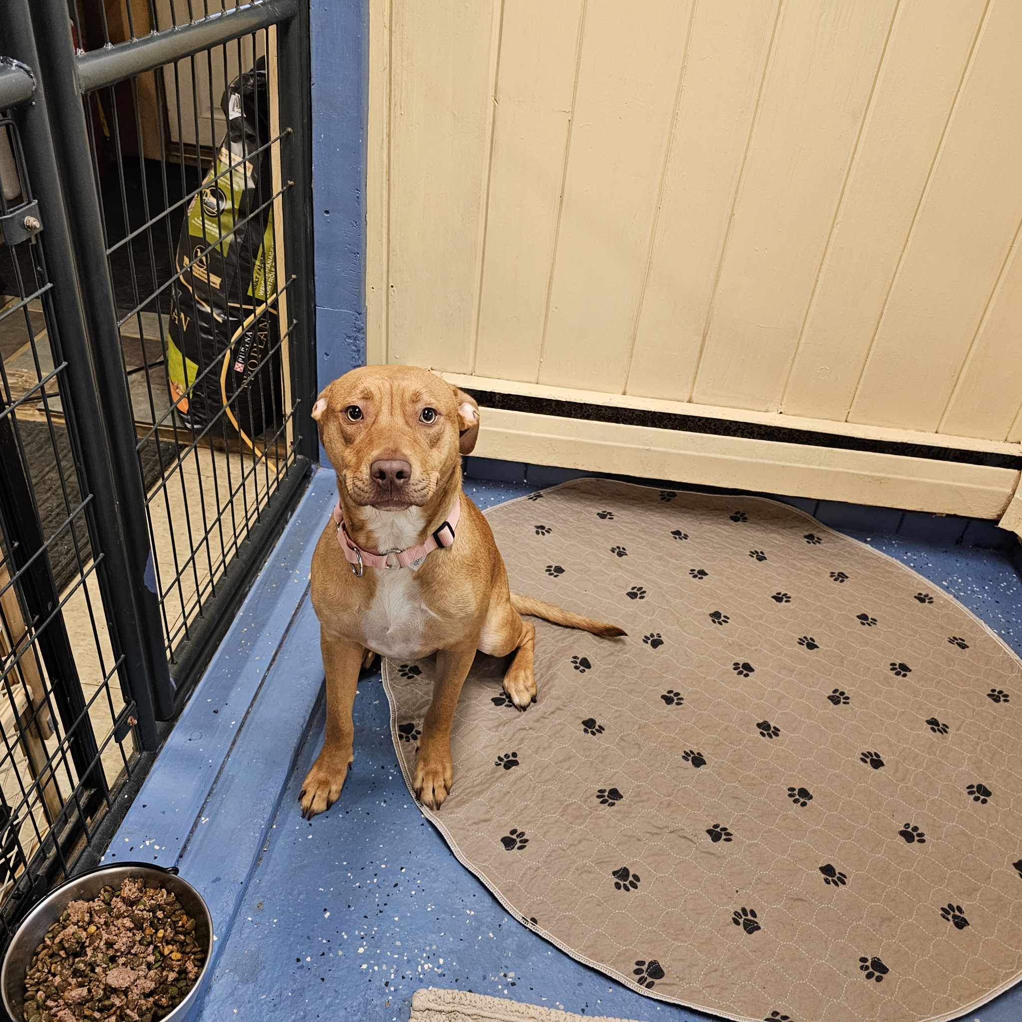 Dog for adoption Cinder, a Labrador Retriever in Claremont, NH