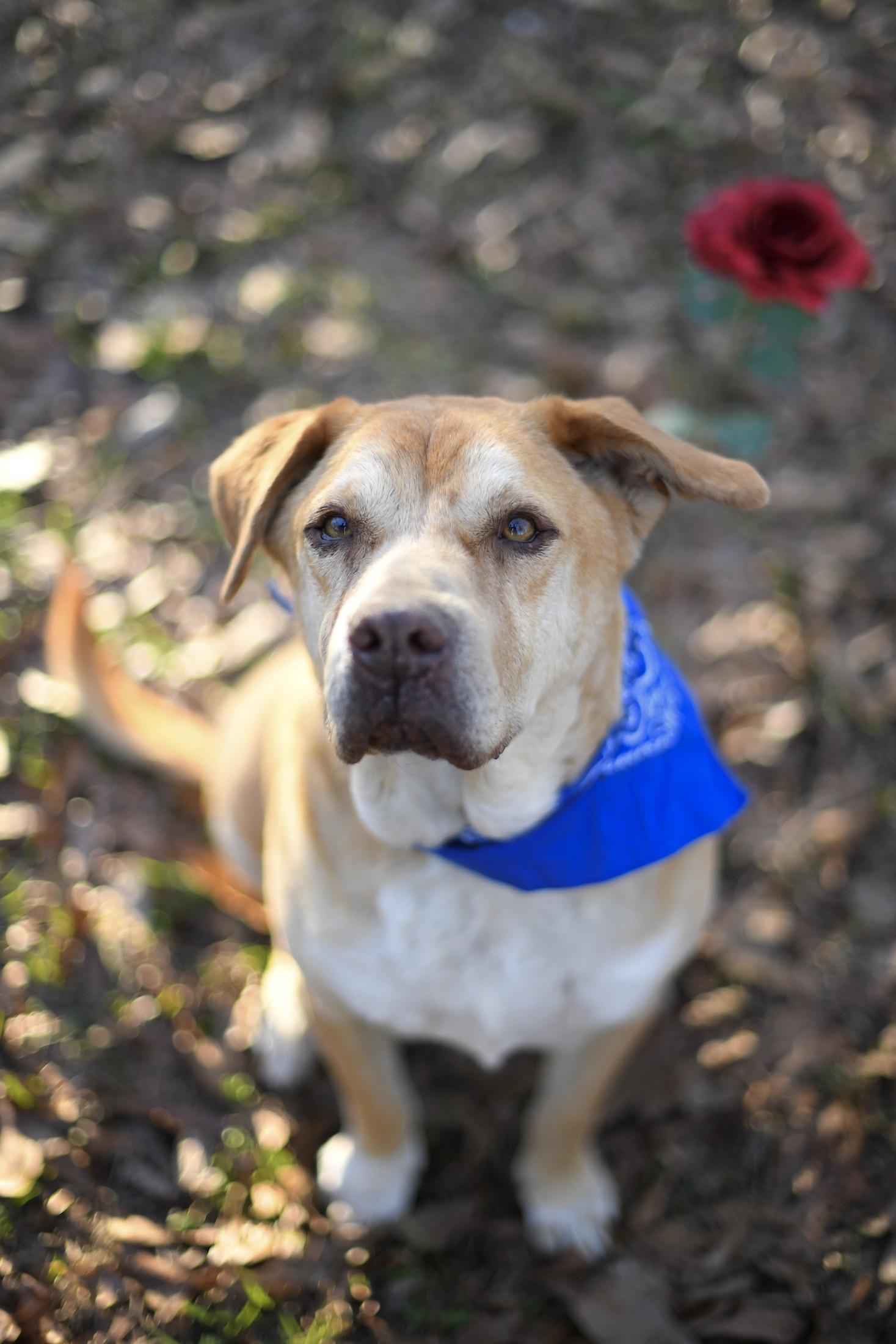 Enlarge Beauty and Staley (Available in Florida), a Adoptable Mixed Breed in BONIFAY, FL image 5/6