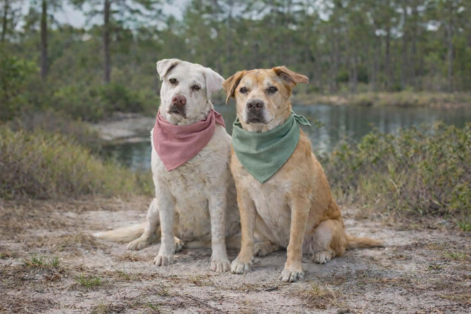 Beauty and Staley (Available in Florida), Adoptable, Adult Female Mixed Breed.