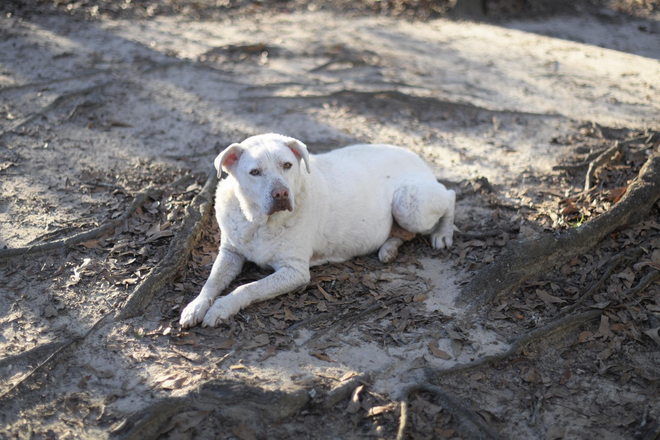 Enlarge Beauty and Staley (Available in Florida), a Adoptable Mixed Breed in BONIFAY, FL image 4/6