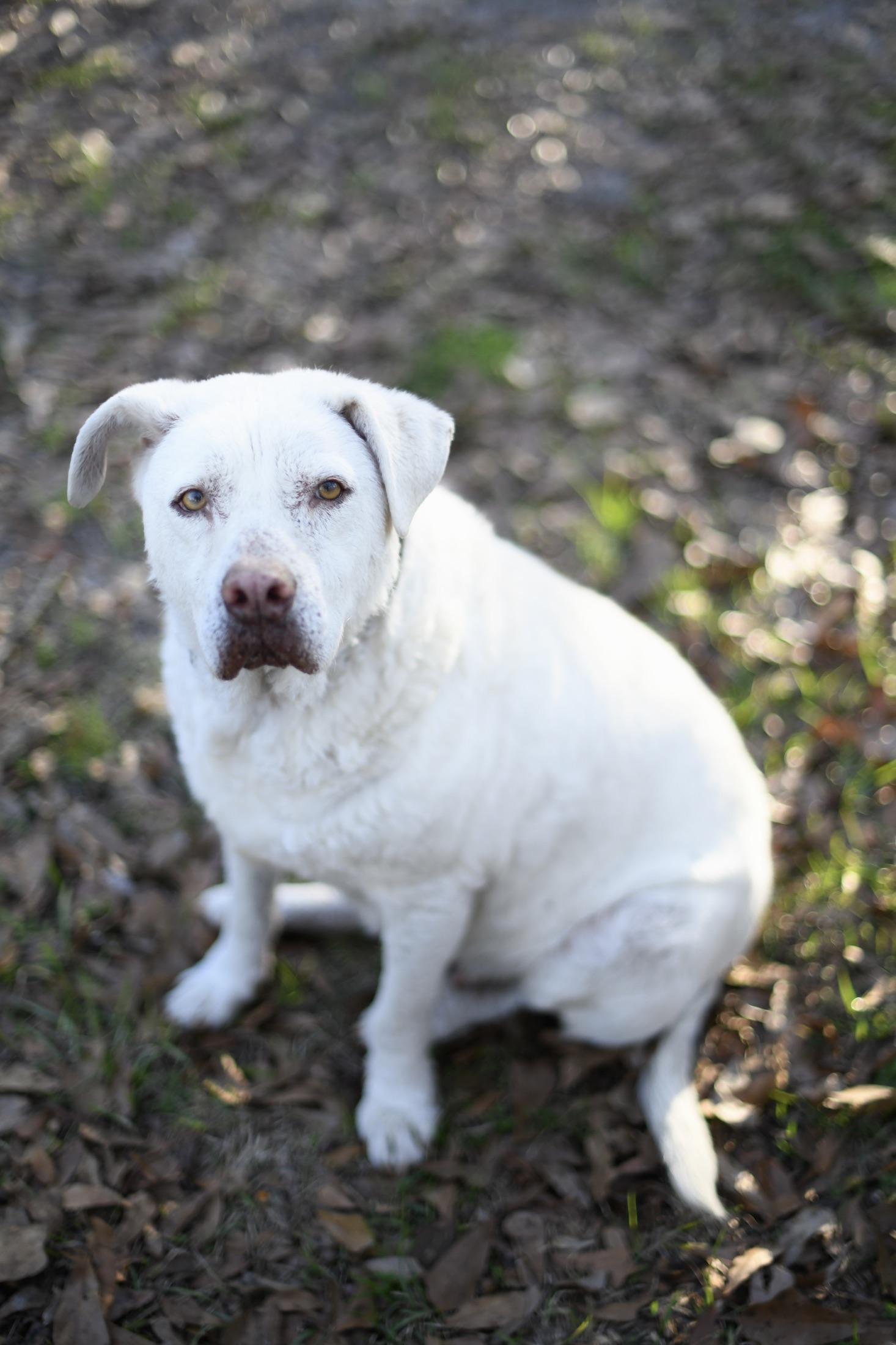 Enlarge Beauty and Staley (Available in Florida), a Adoptable Mixed Breed in BONIFAY, FL image 3/6