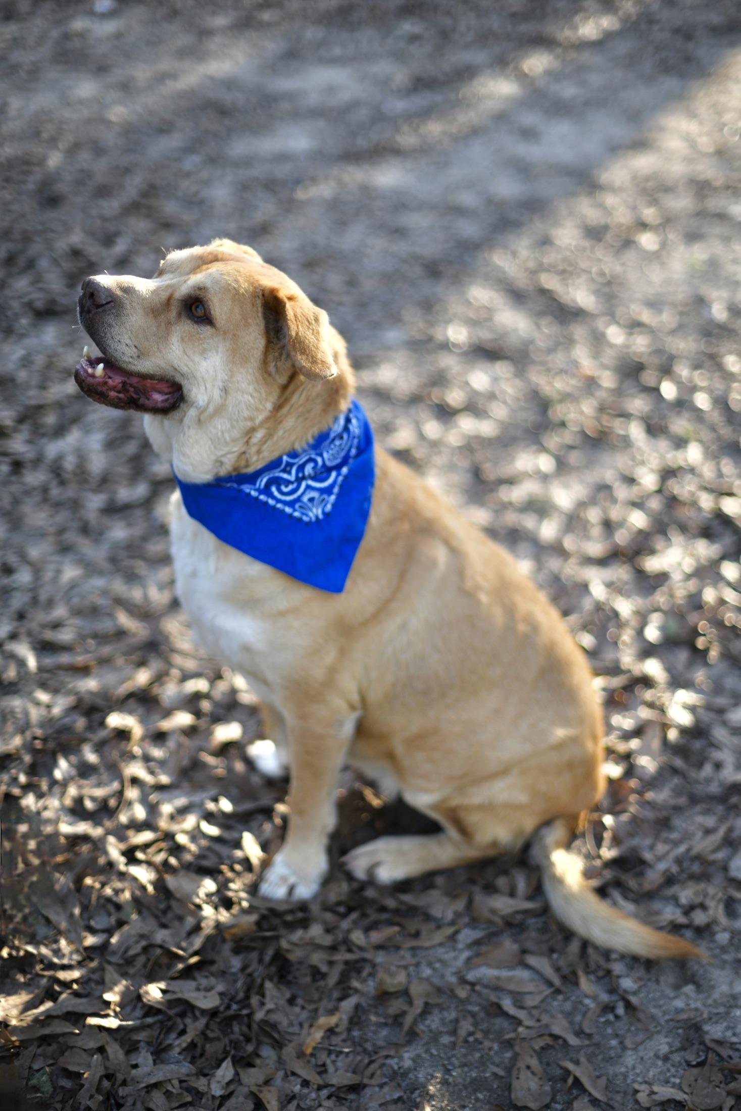 Enlarge Beauty and Staley (Available in Florida), a Adoptable Mixed Breed in BONIFAY, FL image 6/6