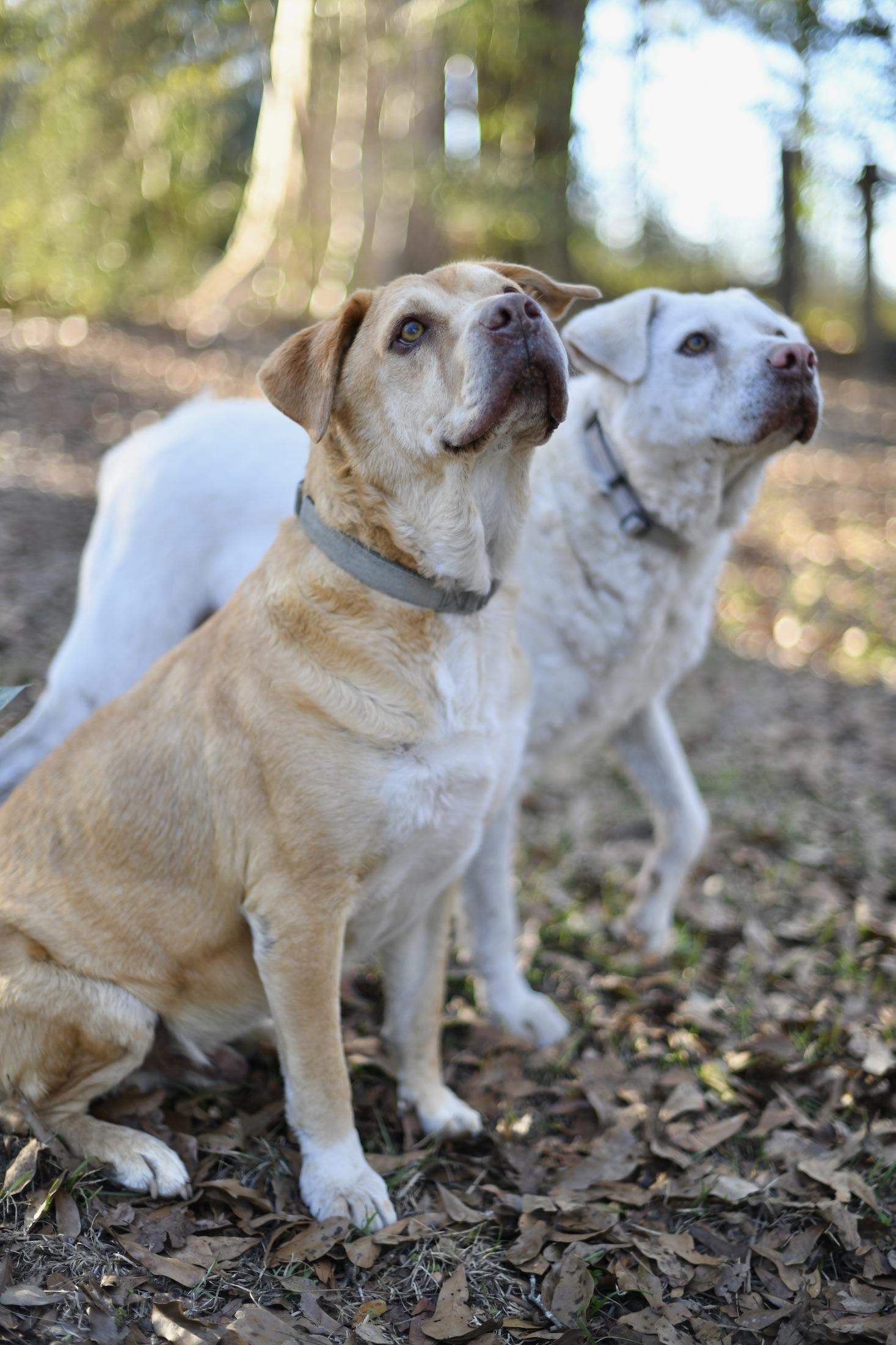Enlarge Beauty and Staley (Available in Florida), a Adoptable Mixed Breed in BONIFAY, FL image 2/6