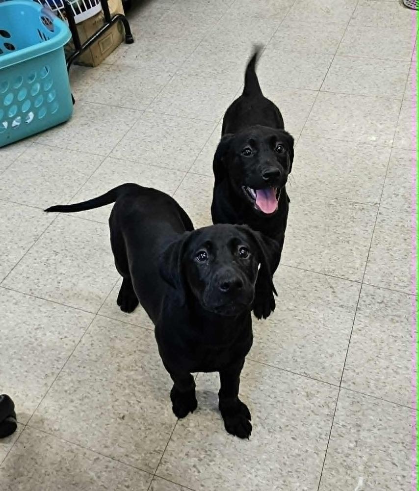 Enlarge Gertrude, a Adoptable mixed breed in Saginaw, MI image 1/3