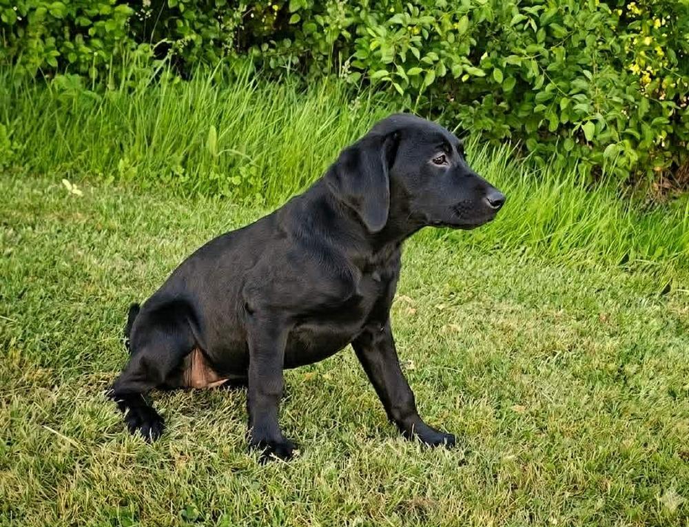 Enlarge Gertrude, a Adoptable mixed breed in Saginaw, MI image 2/3