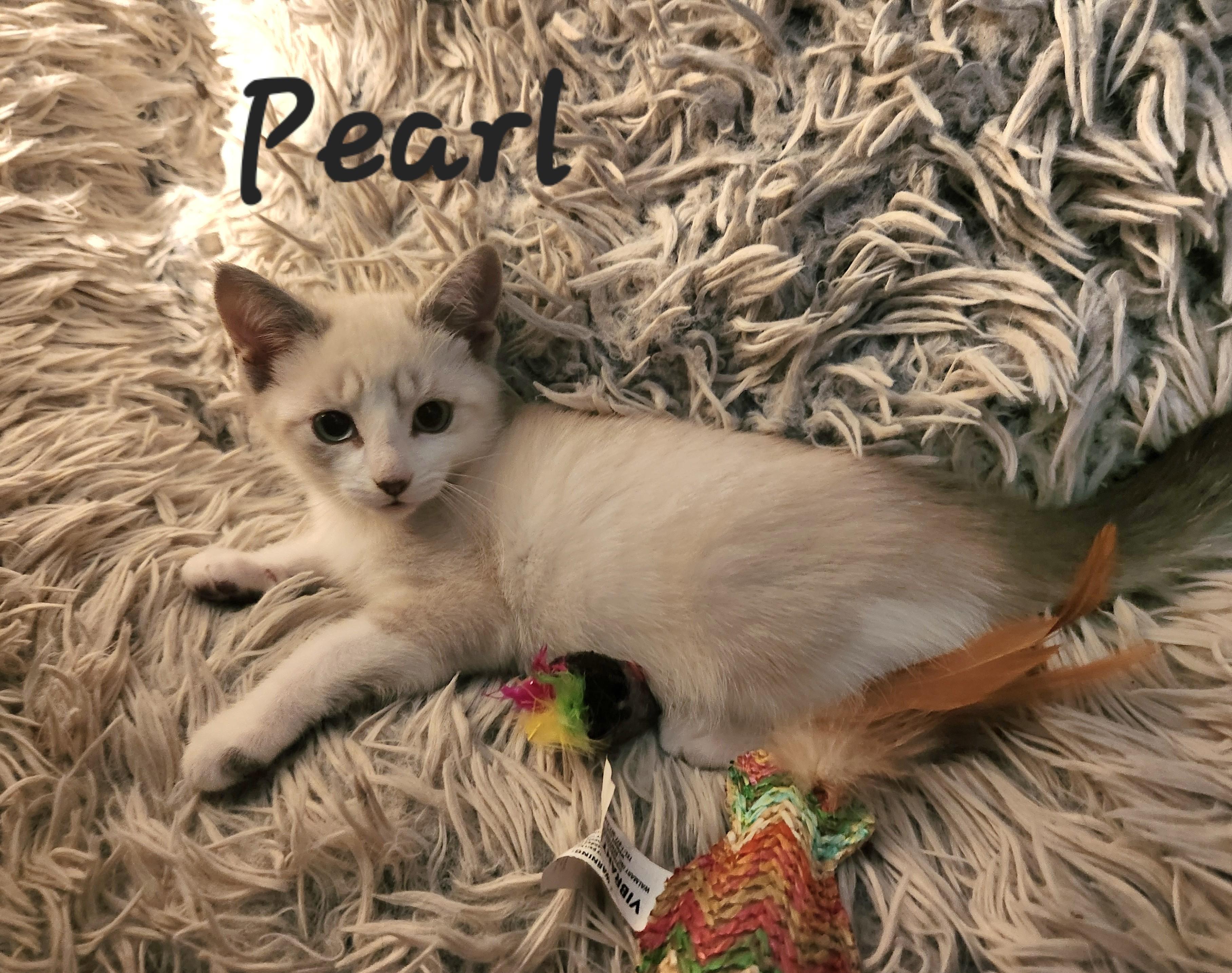 Pearl, an adopted Domestic Short Hair in Radford, VA image 3/4