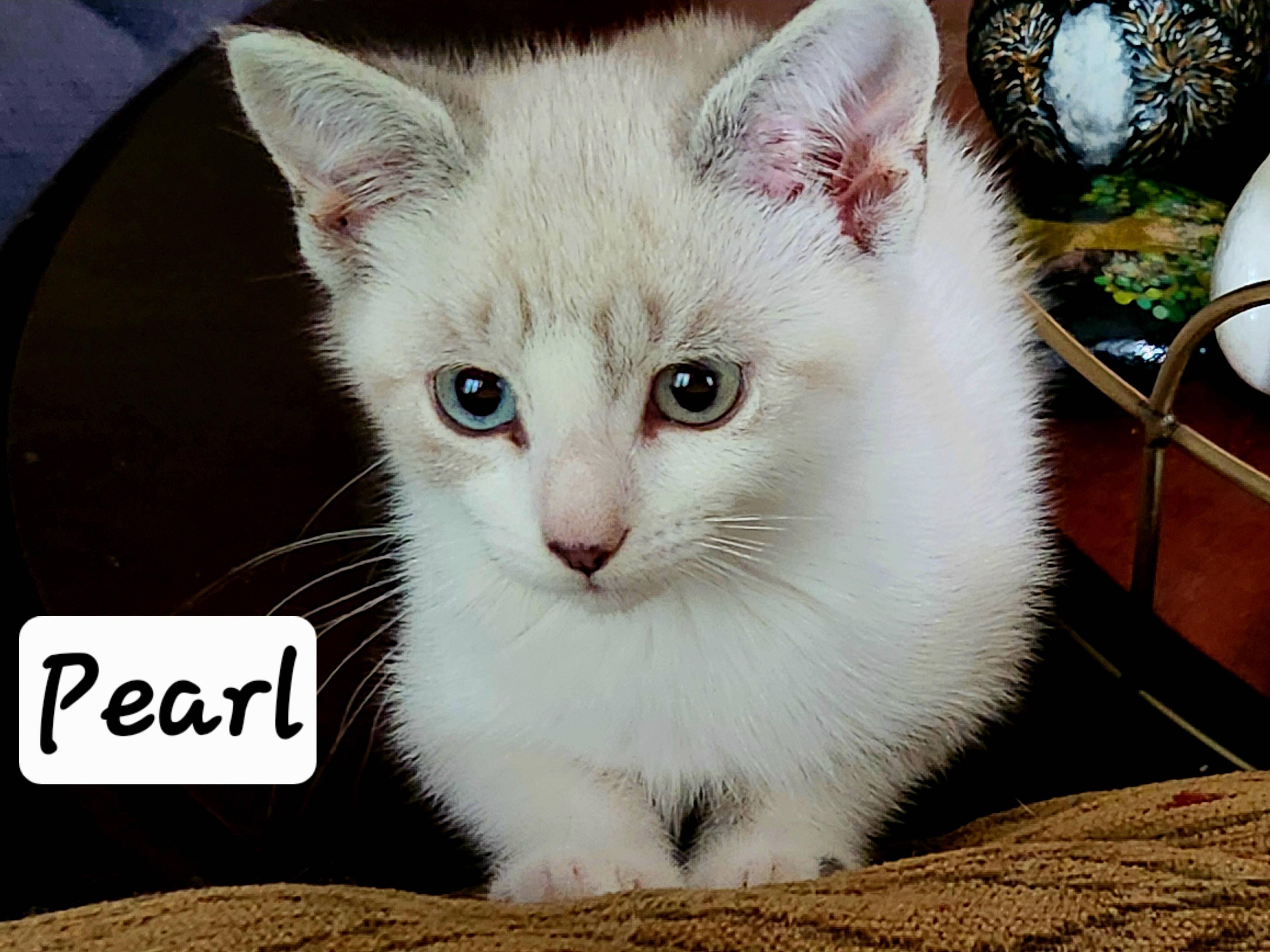 Pearl, an adopted Domestic Short Hair in Radford, VA image 2/4
