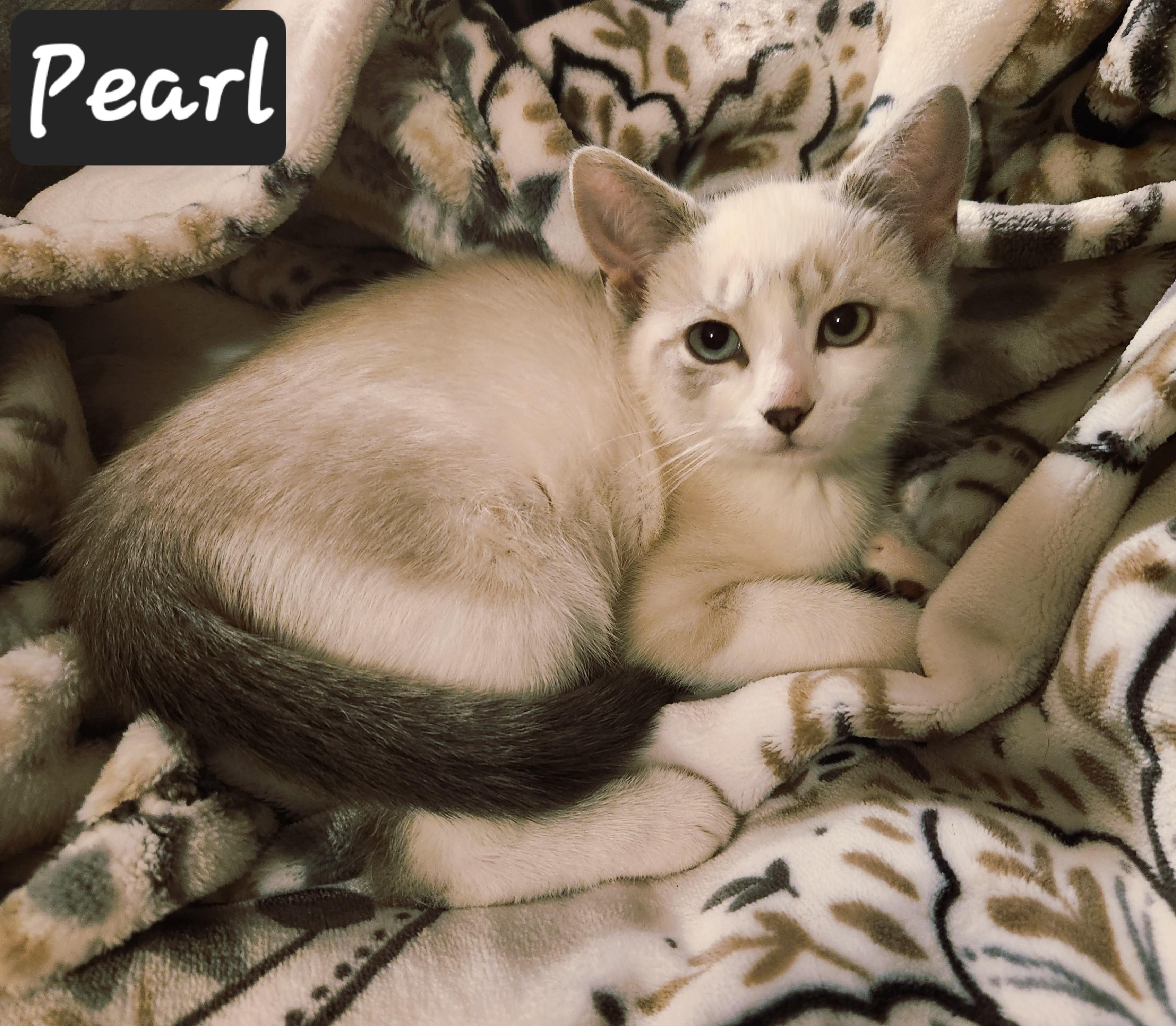 Pearl, adopted, Kitten Female Domestic Short Hair.