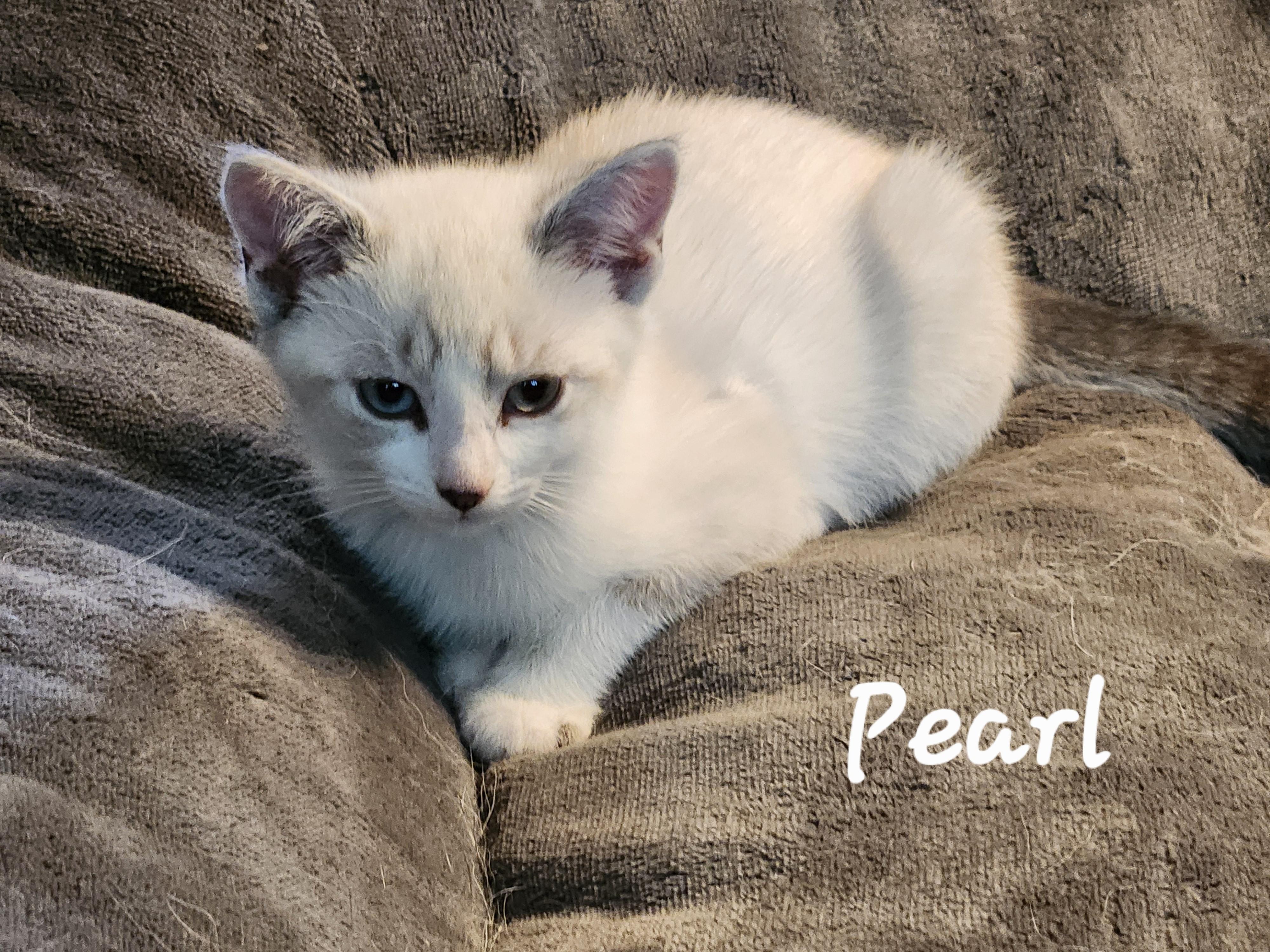 Pearl, an adopted Domestic Short Hair in Radford, VA image 4/4