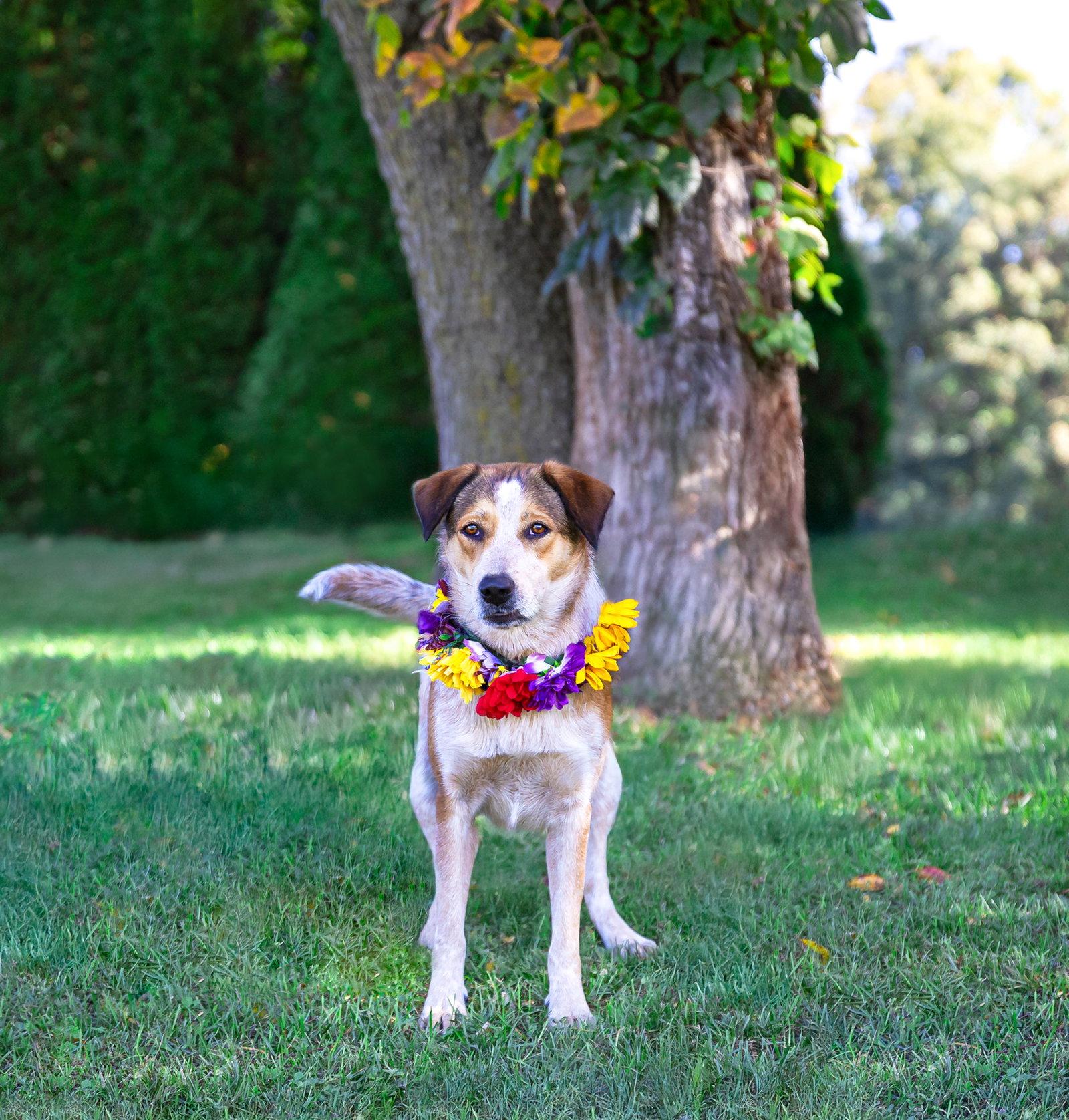 Ellie, Adoptable, Adult Female Hound & Australian Cattle Dog / Blue Heeler.