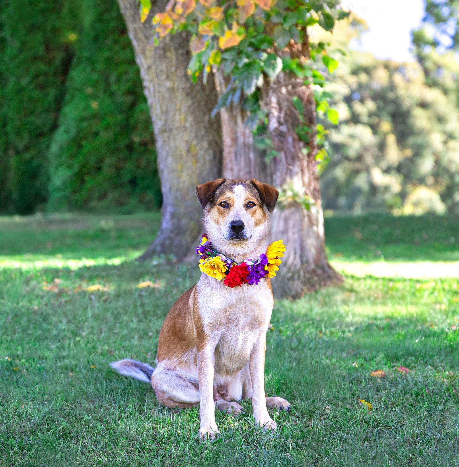 Enlarge Ellie, a Adoptable mixed breed in Coatesville, PA image 2/3