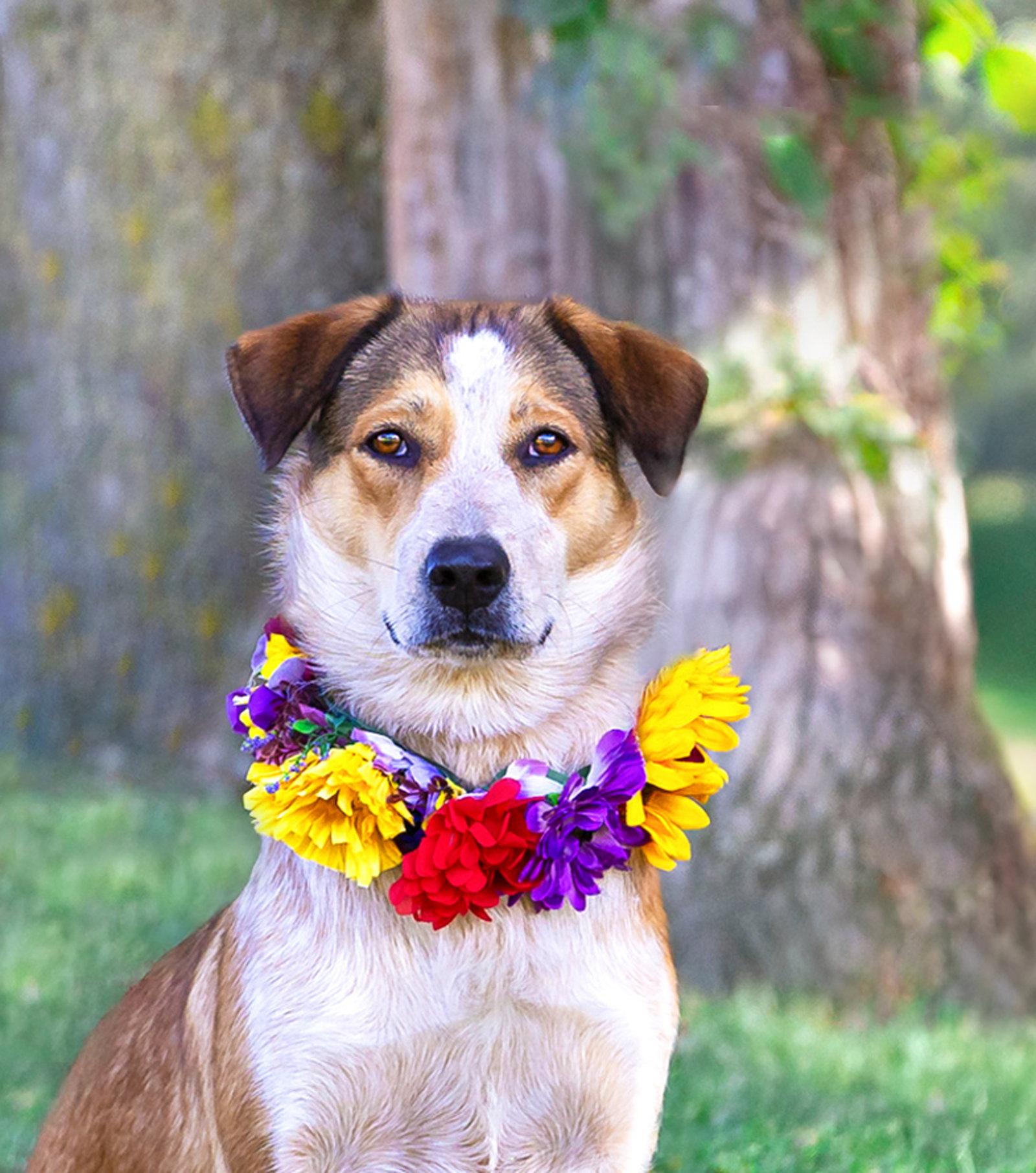 Enlarge Ellie, a Adoptable mixed breed in Coatesville, PA image 3/3