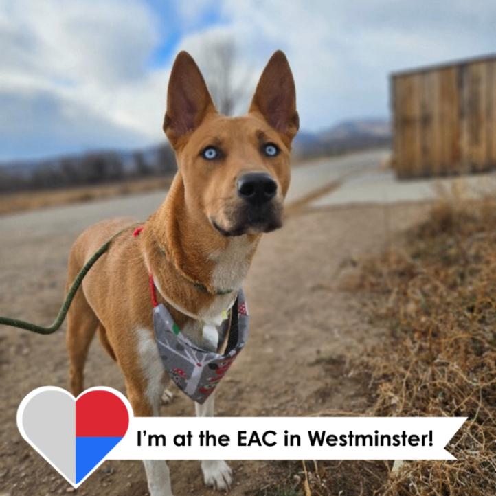 Jerusha, Adoptable, Adult Female Carolina Dog & Mixed Breed.