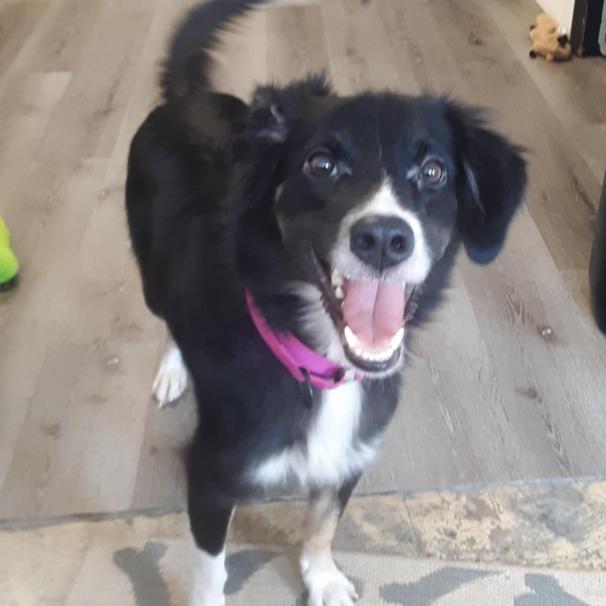 Taylor, Adoptable, Young Female Border Collie.