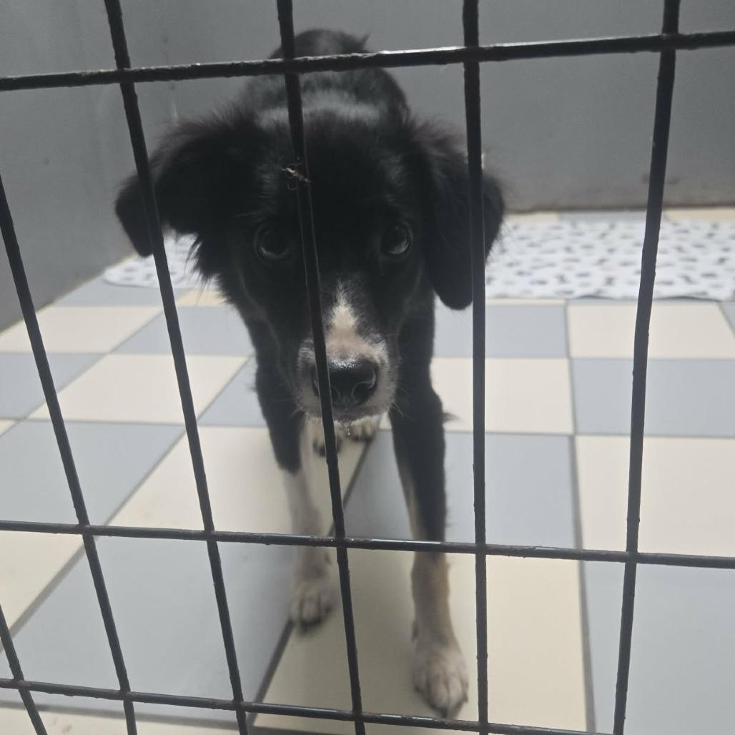 Enlarge Taylor, a Adoptable Border Collie in Gordonsville, TN image 2/3
