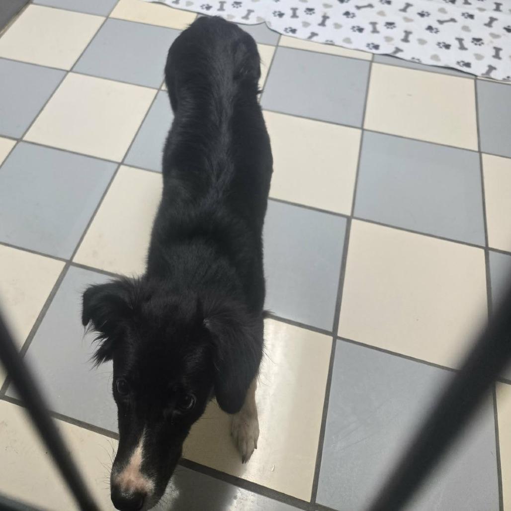 Enlarge Taylor, a Adoptable Border Collie in Gordonsville, TN image 3/3