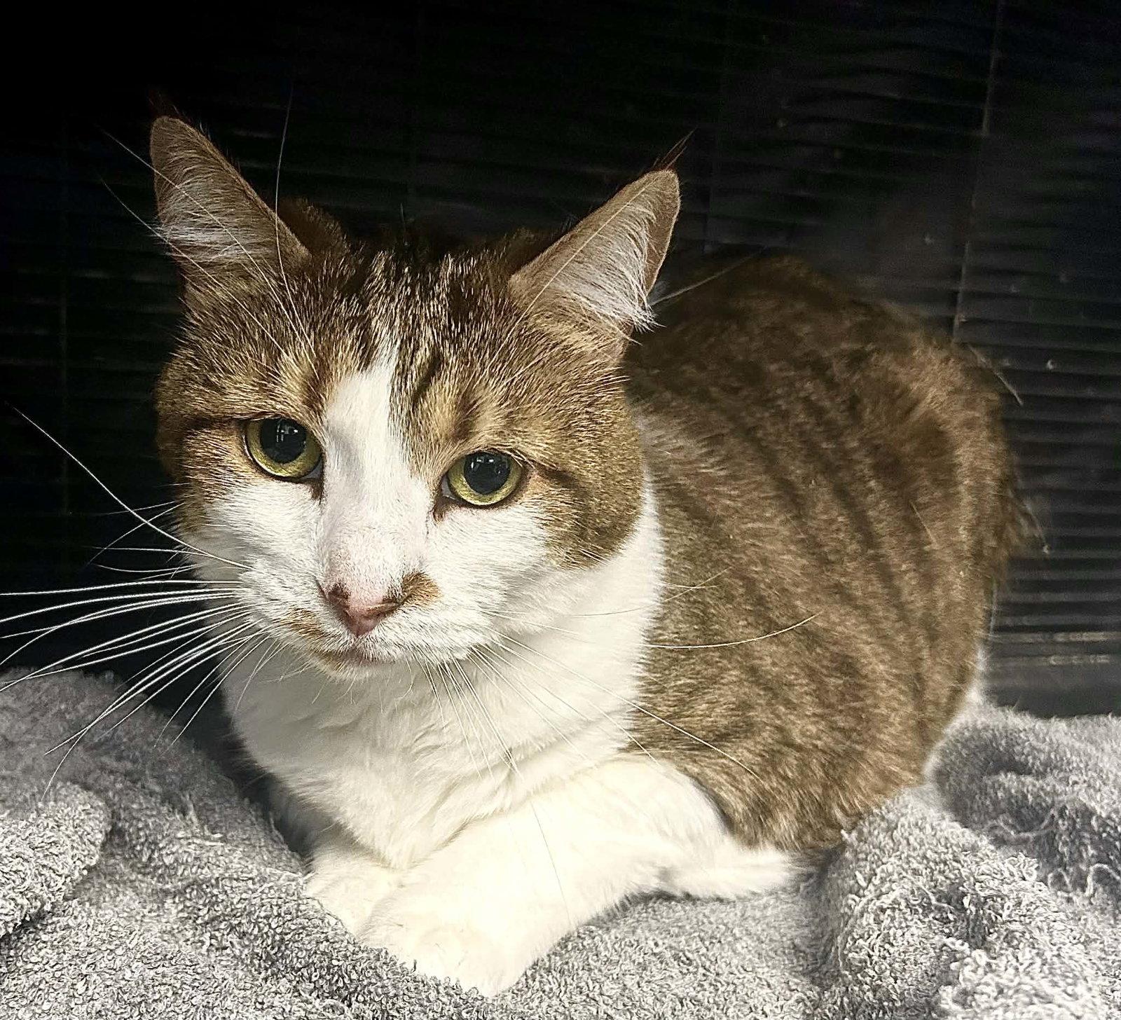 Enlarge Cece, a Adoptable Domestic Short Hair in Gettysburg, PA image 1/2