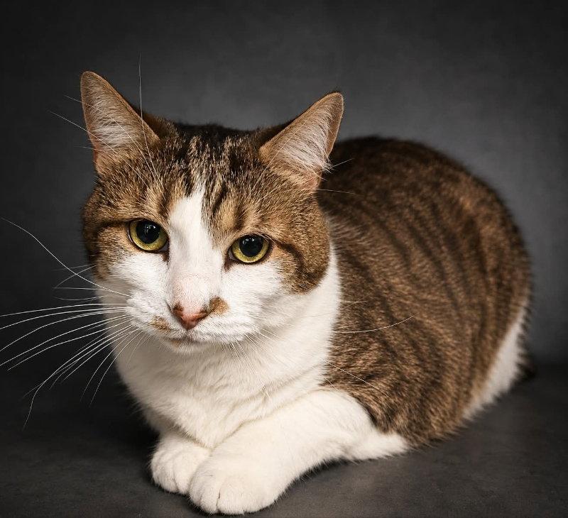 Enlarge Cece, a Adoptable Domestic Short Hair in Gettysburg, PA image 2/2