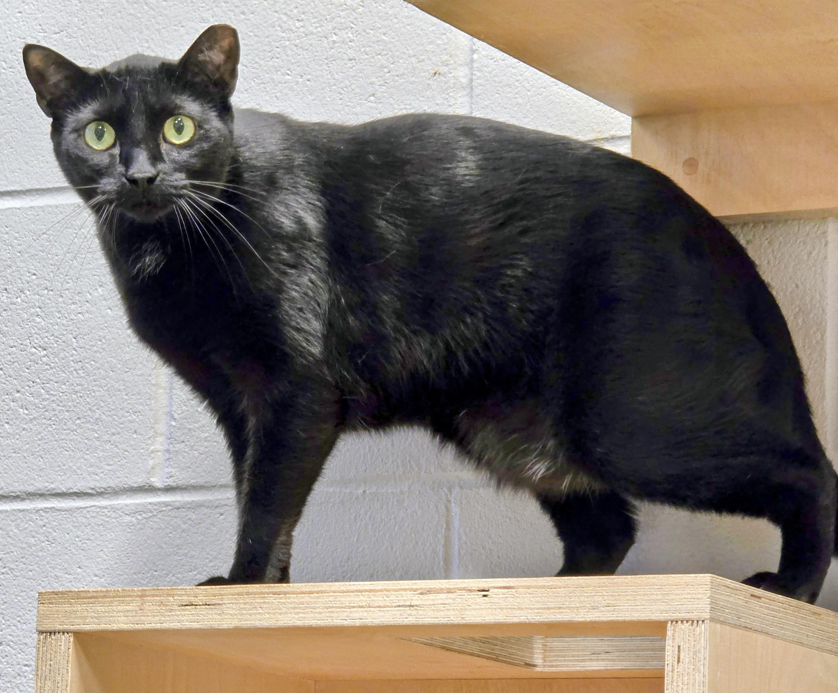 4-636 Jonesy, an adoptable mixed breed in Amityville, NY image 3/5