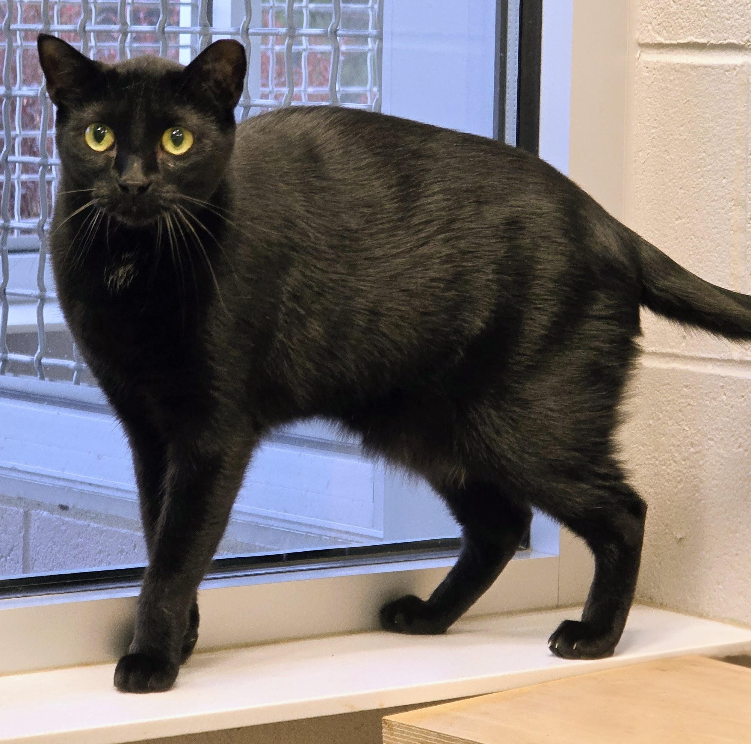 4-636 Jonesy, an adoptable mixed breed in Amityville, NY image 2/5
