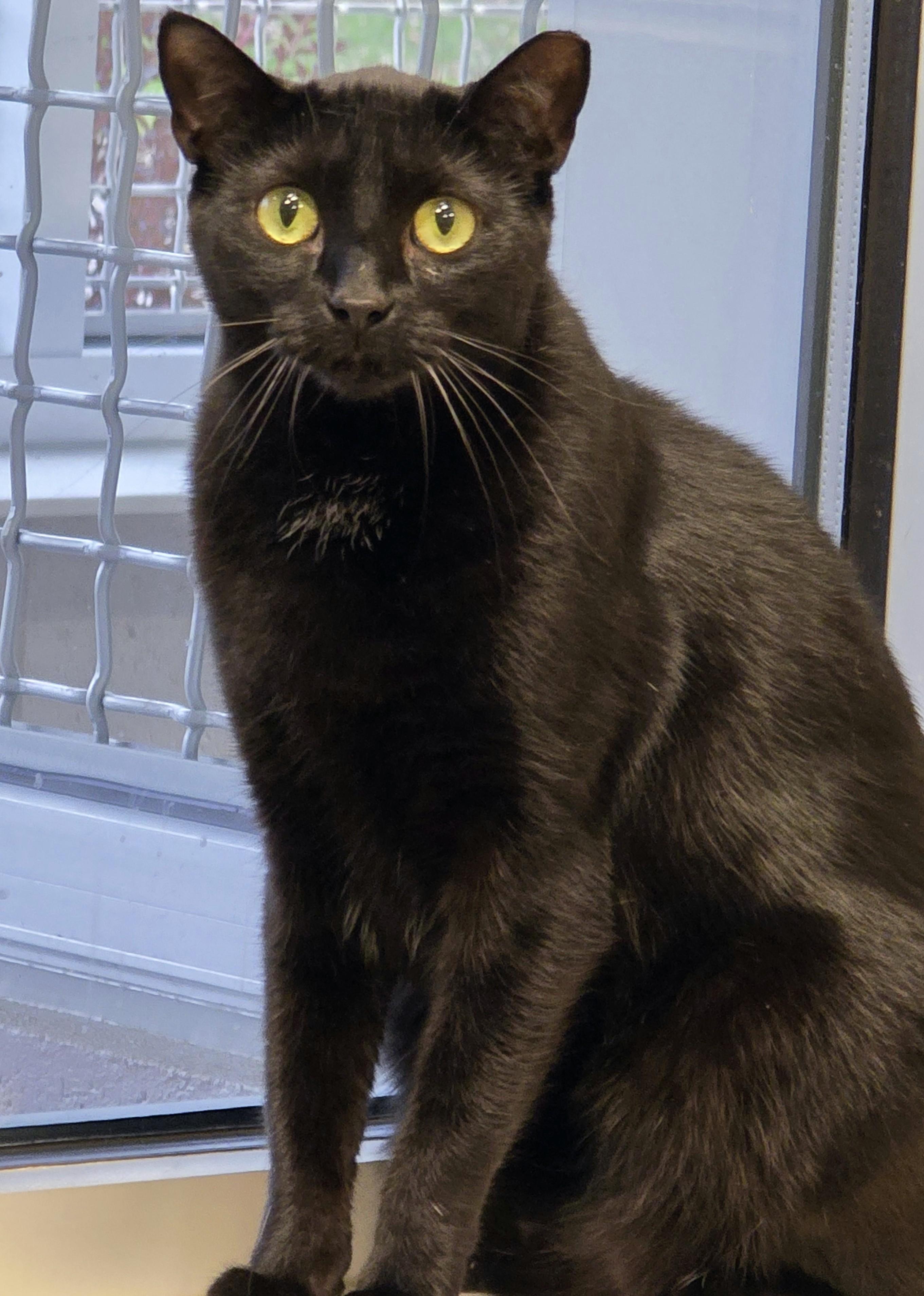 4-636 Jonesy, adoptable, Adult Male Domestic Short Hair.