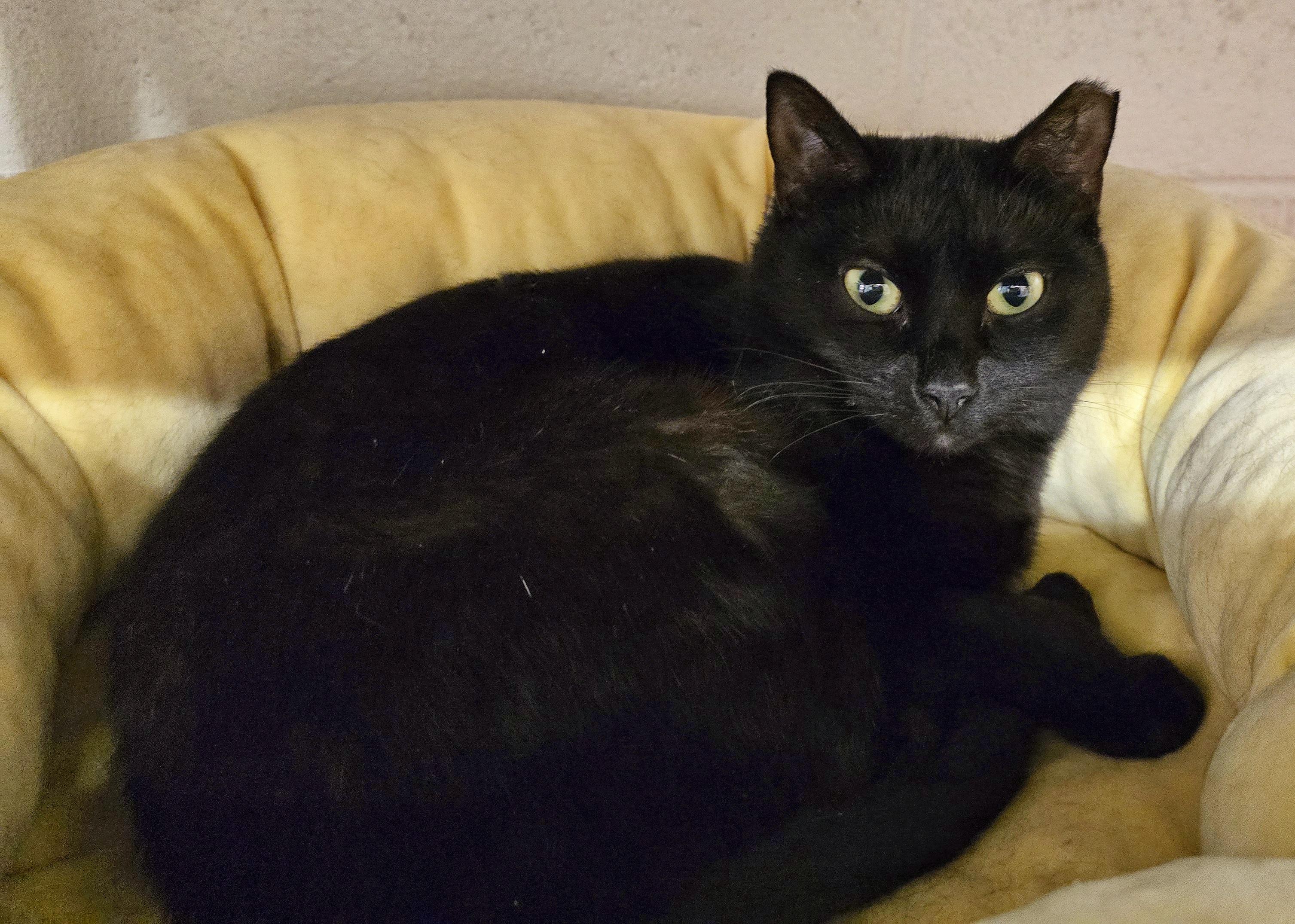 4-636 Jonesy, an adoptable mixed breed in Amityville, NY image 5/5