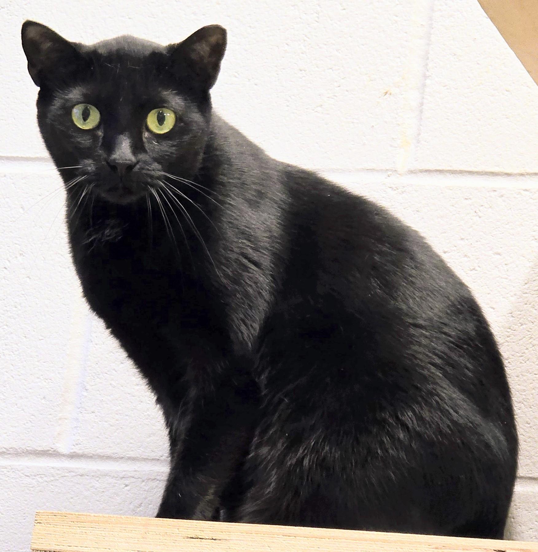 4-636 Jonesy, an adoptable mixed breed in Amityville, NY image 4/5