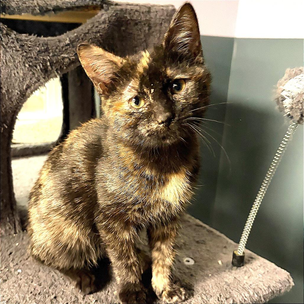 Carmel Pumpkin Swirl, Adoptable, Kitten Female Domestic Short Hair.