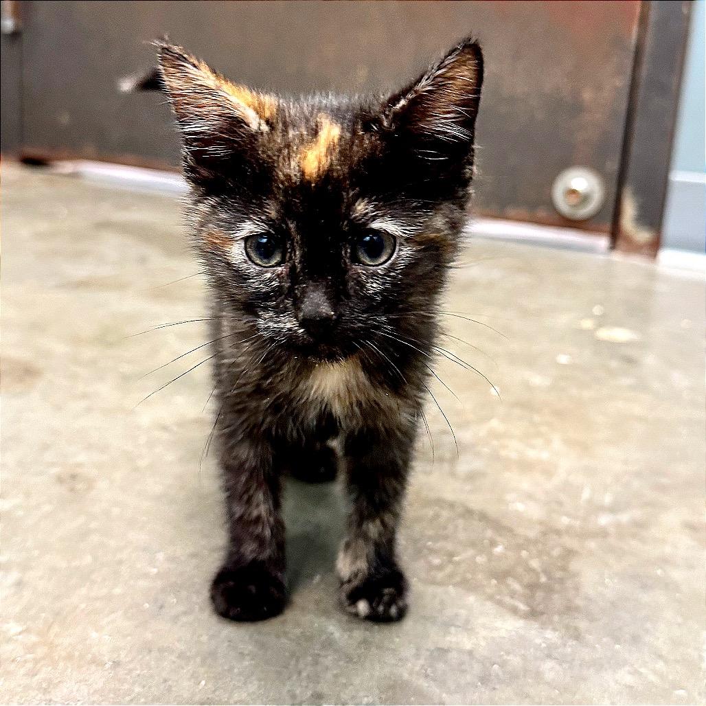 Carmel Pumpkin Swirl, a Adoptable Domestic Short Hair in Boaz, AL image 2/3