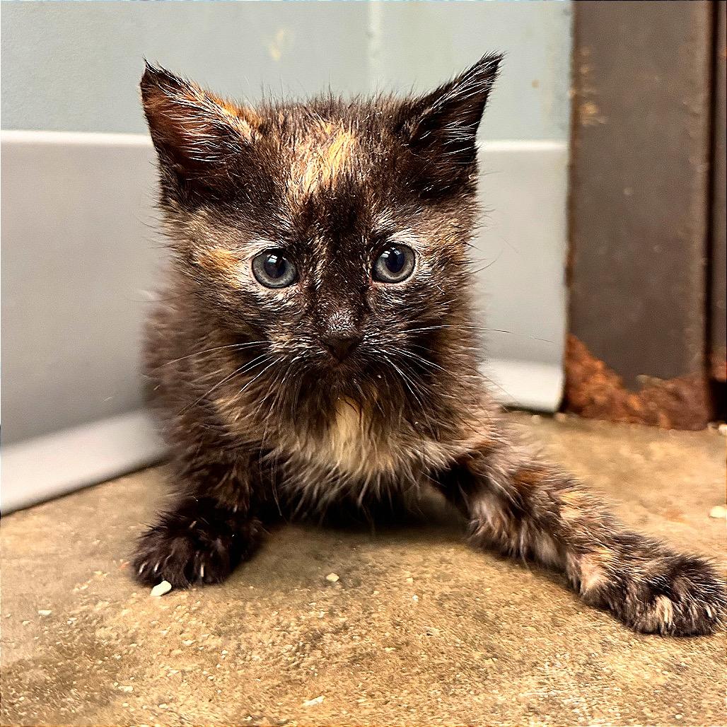 Carmel Pumpkin Swirl, a Adoptable Domestic Short Hair in Boaz, AL image 3/3