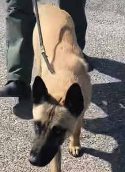 David, Adoptable, Puppy Male Belgian Shepherd / Laekenois.