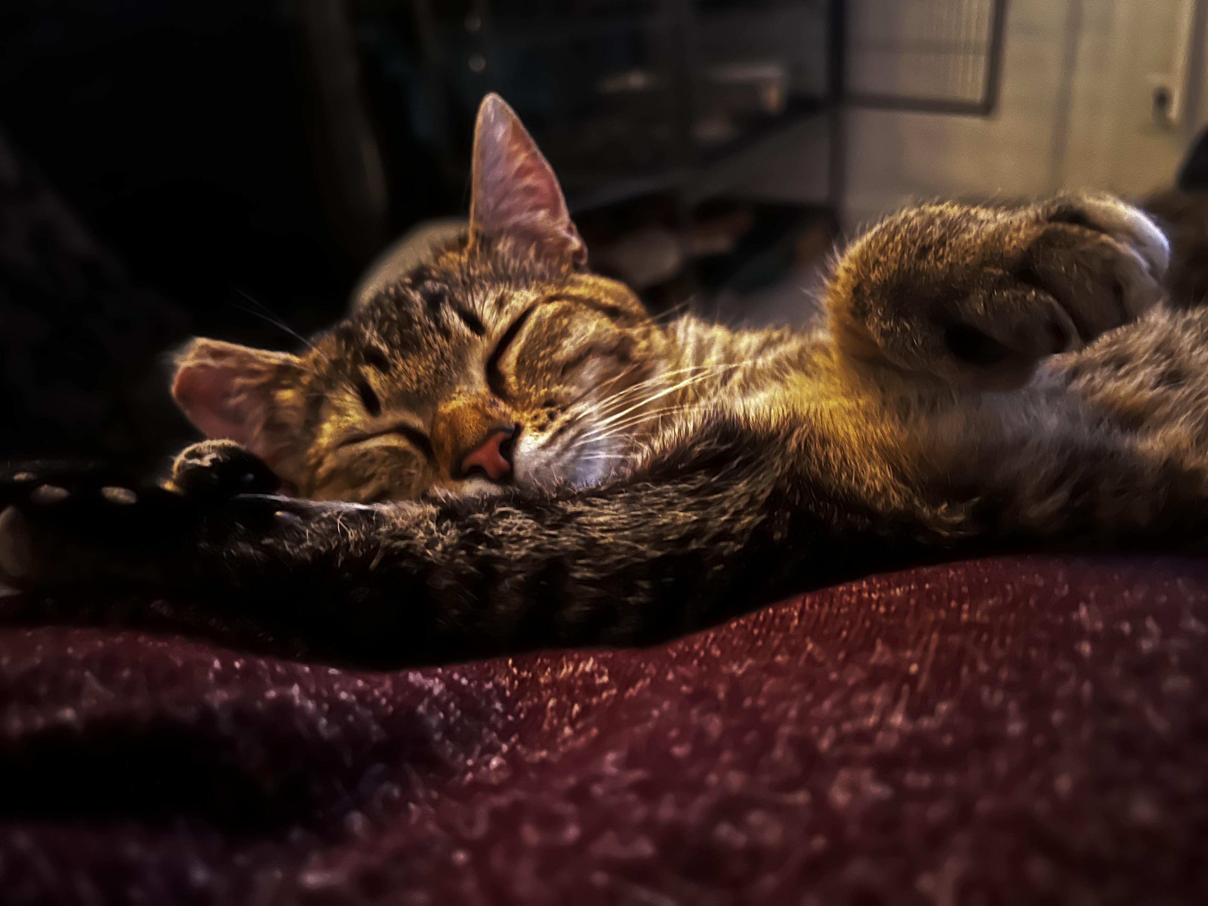 Enlarge Leia, an adopted Domestic Short Hair in Rochester, WA image 1/6