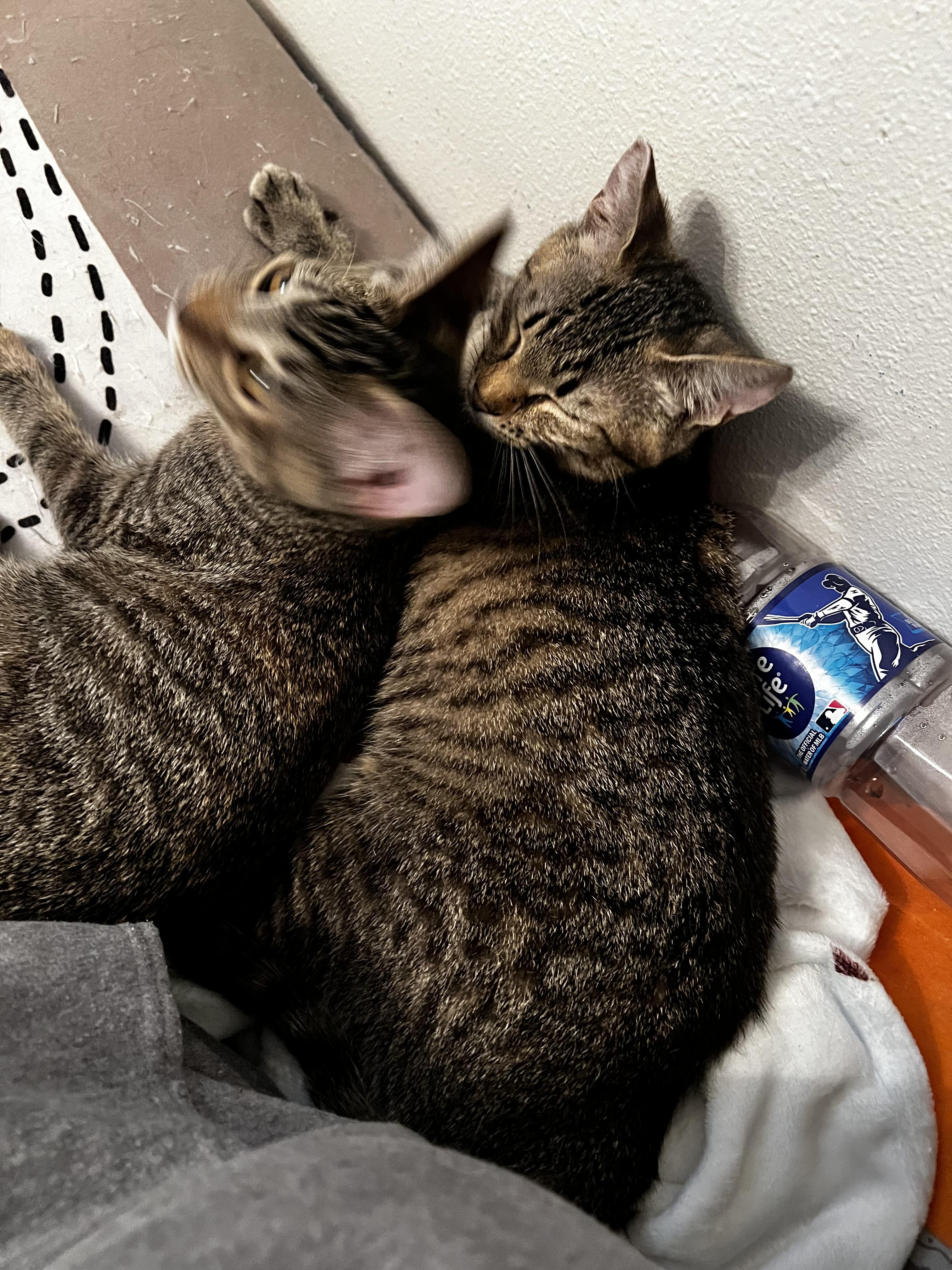 Enlarge Leia, an adopted Domestic Short Hair in Rochester, WA image 6/6