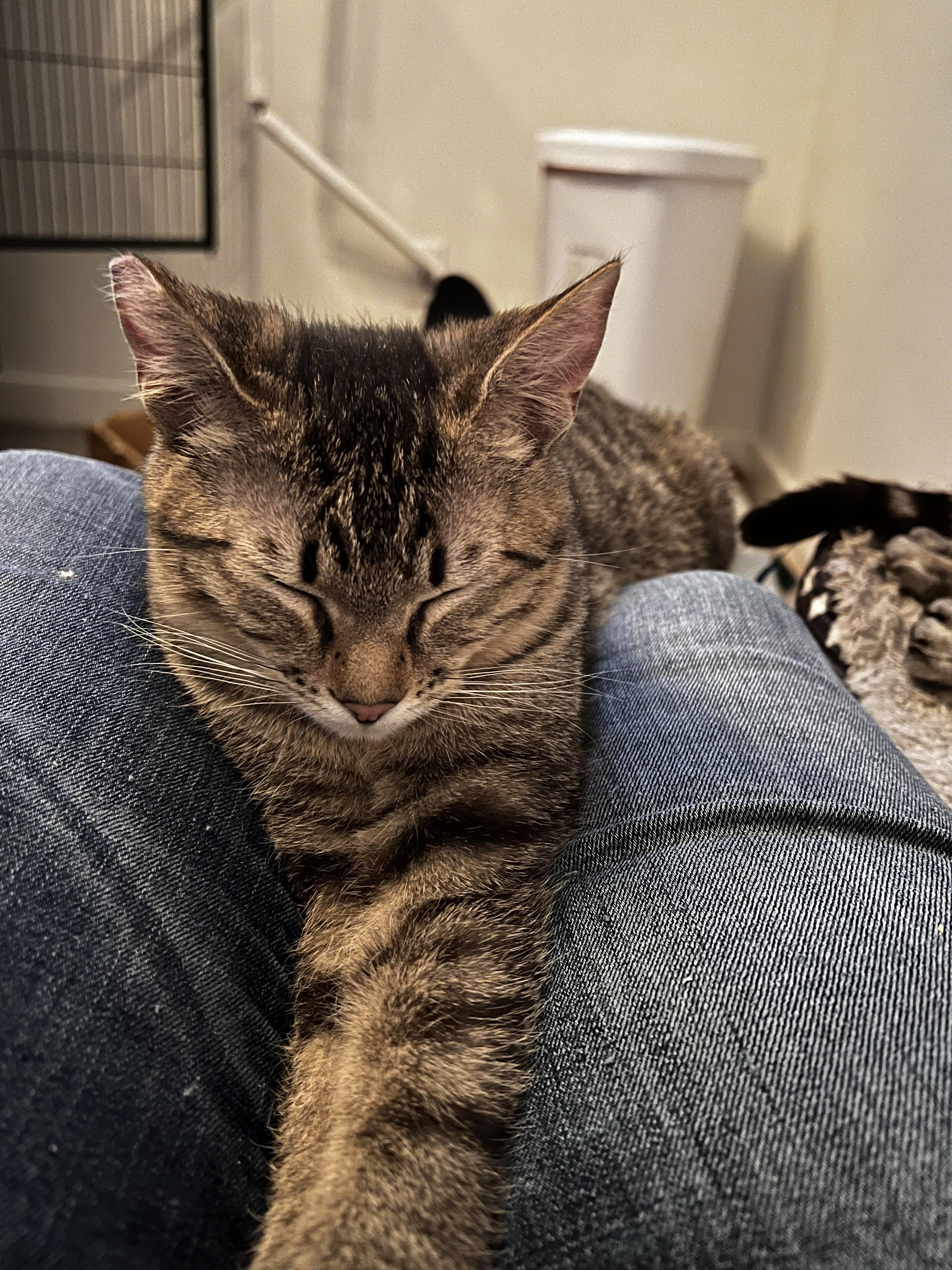 Enlarge Leia, an adopted Domestic Short Hair in Rochester, WA image 3/6