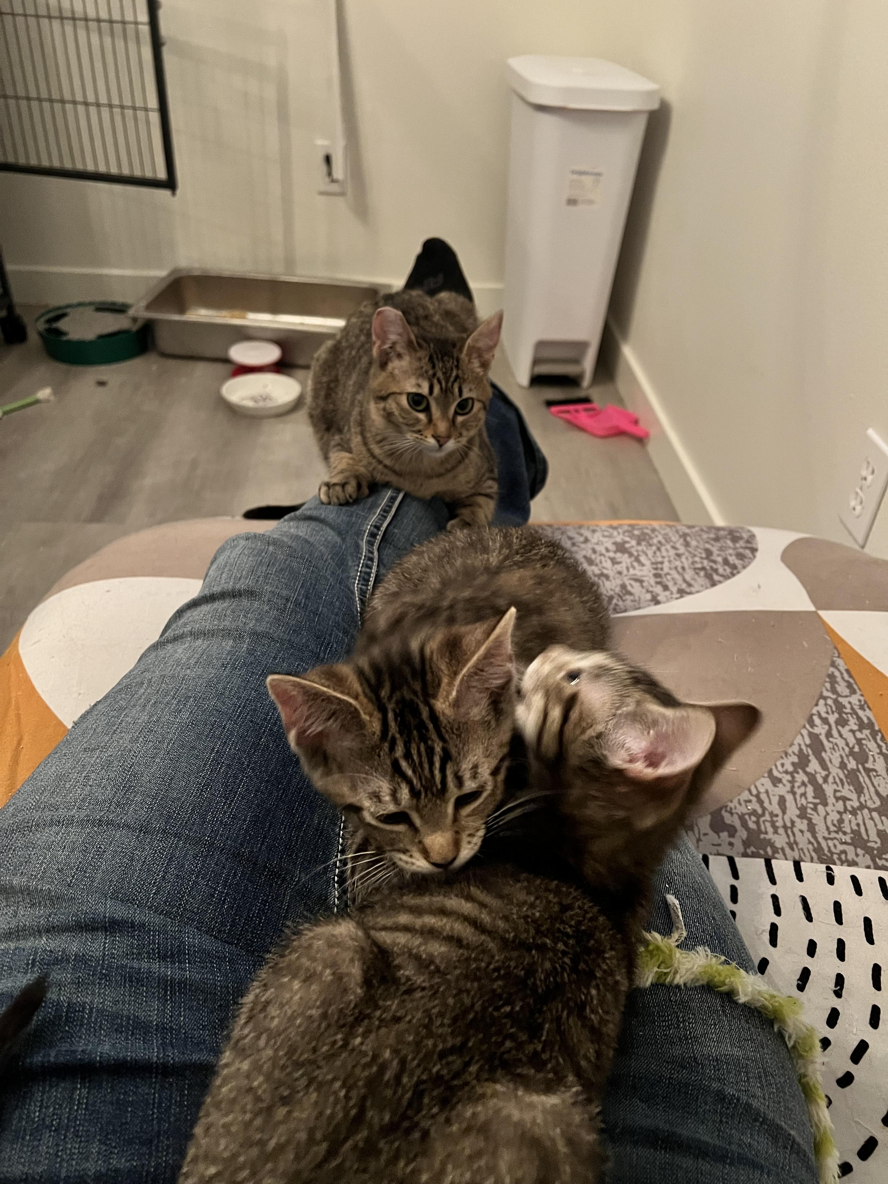 Enlarge Leia, an adopted Domestic Short Hair in Rochester, WA image 2/6