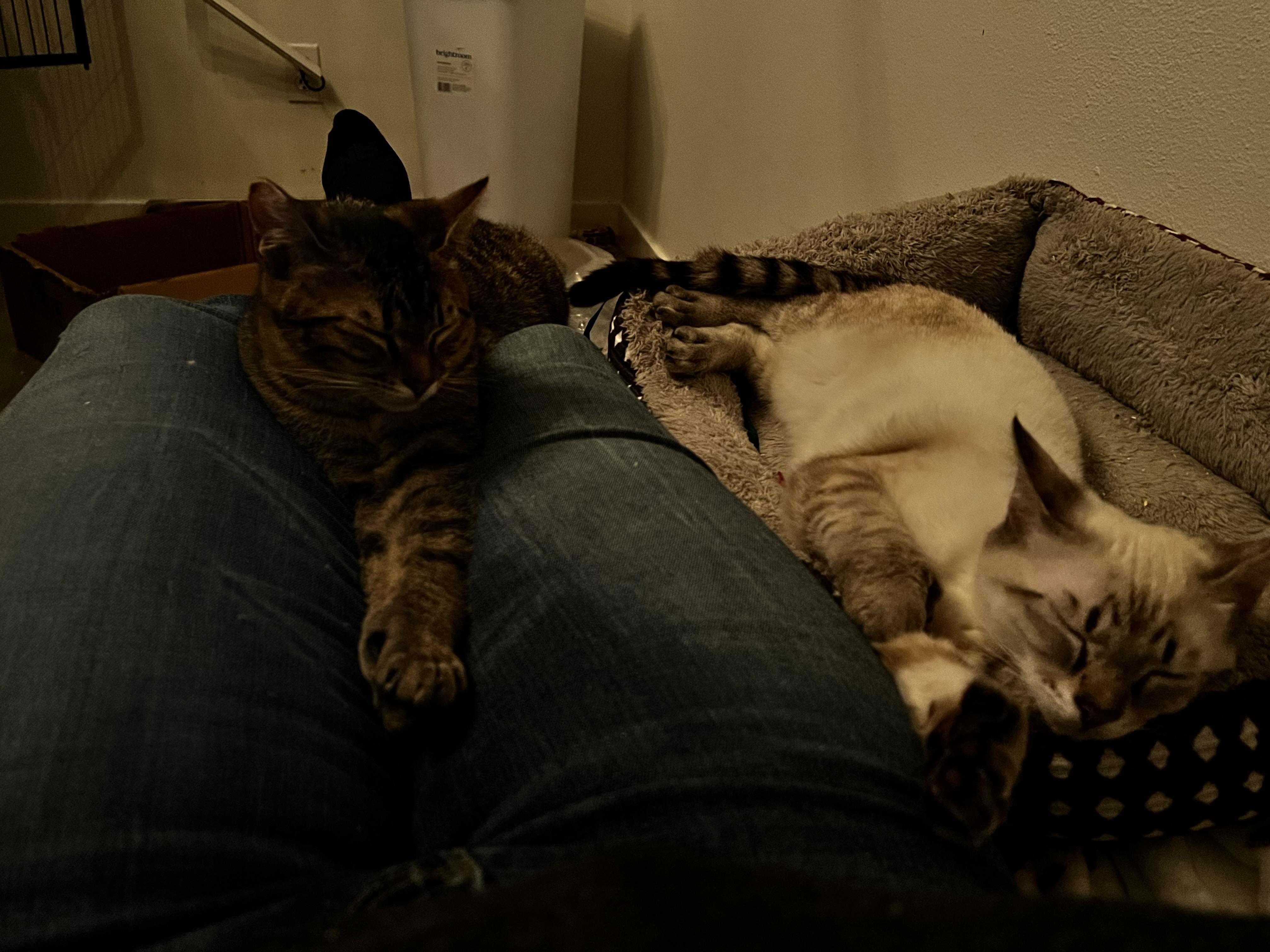 Enlarge Leia, an adopted Domestic Short Hair in Rochester, WA image 5/6