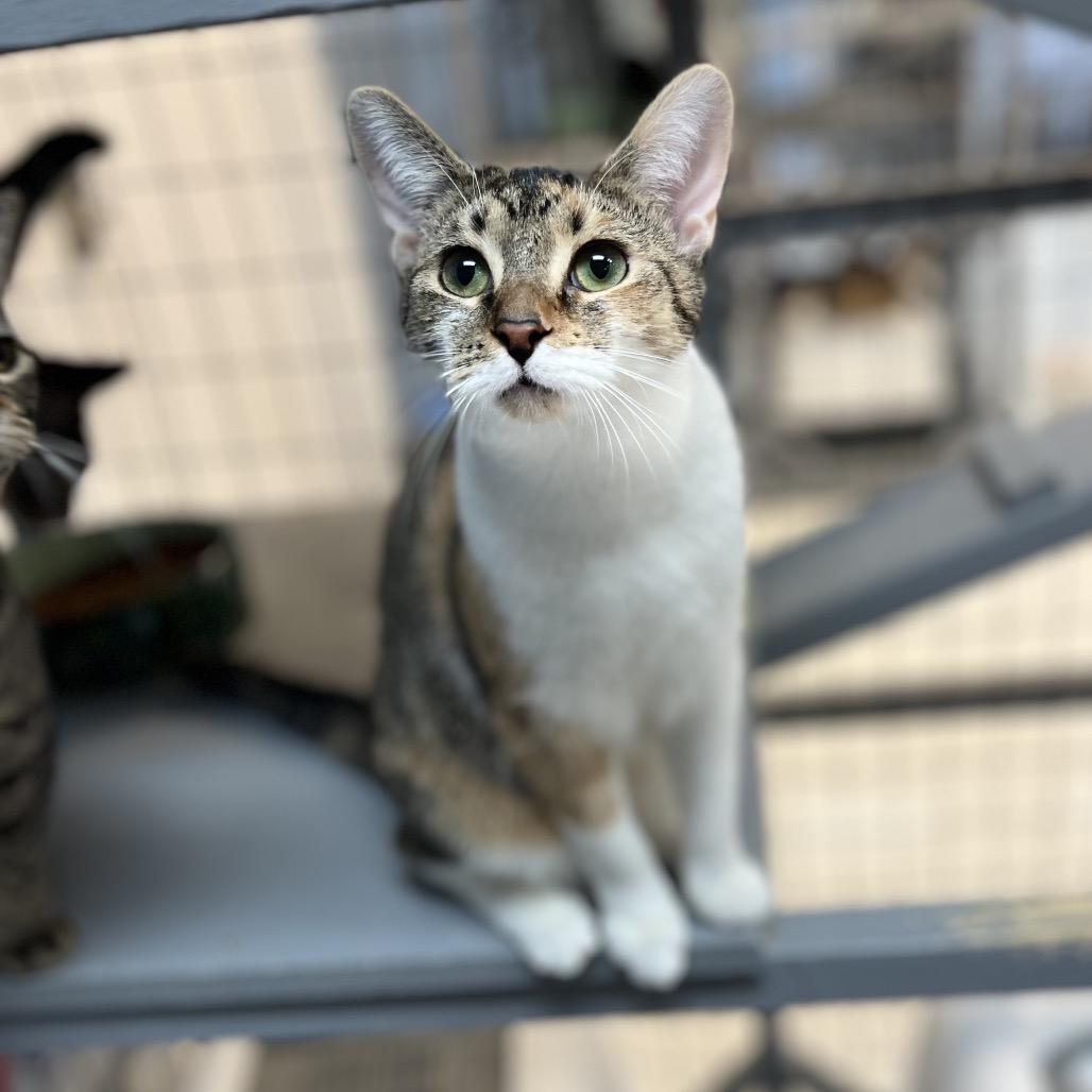 Isabella, Adoptable, Young Female Domestic Short Hair.