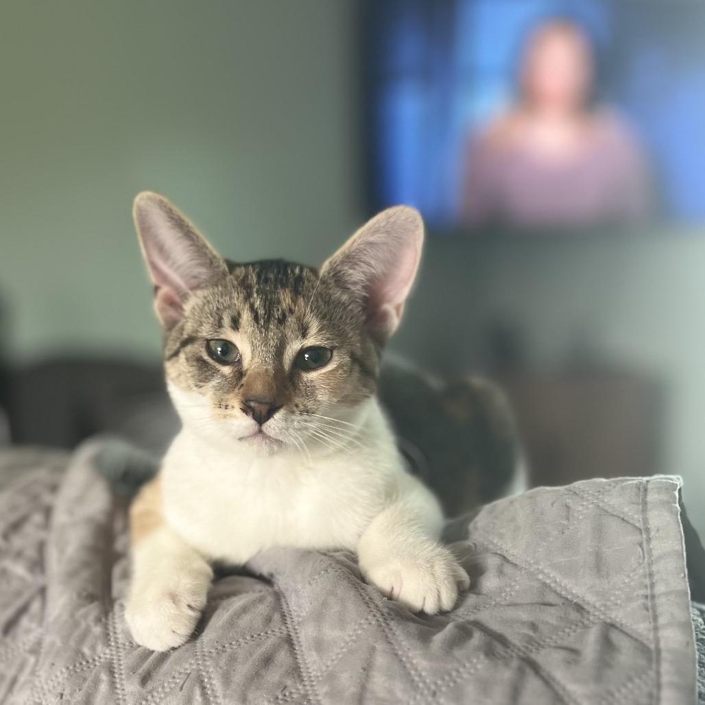 Enlarge Isabella, a Adoptable Domestic Short Hair in Portage, MI image 2/2