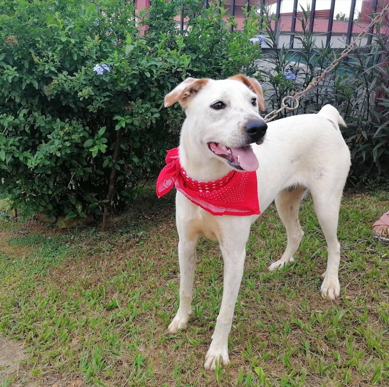 LUCY good with kids, cats & dogs